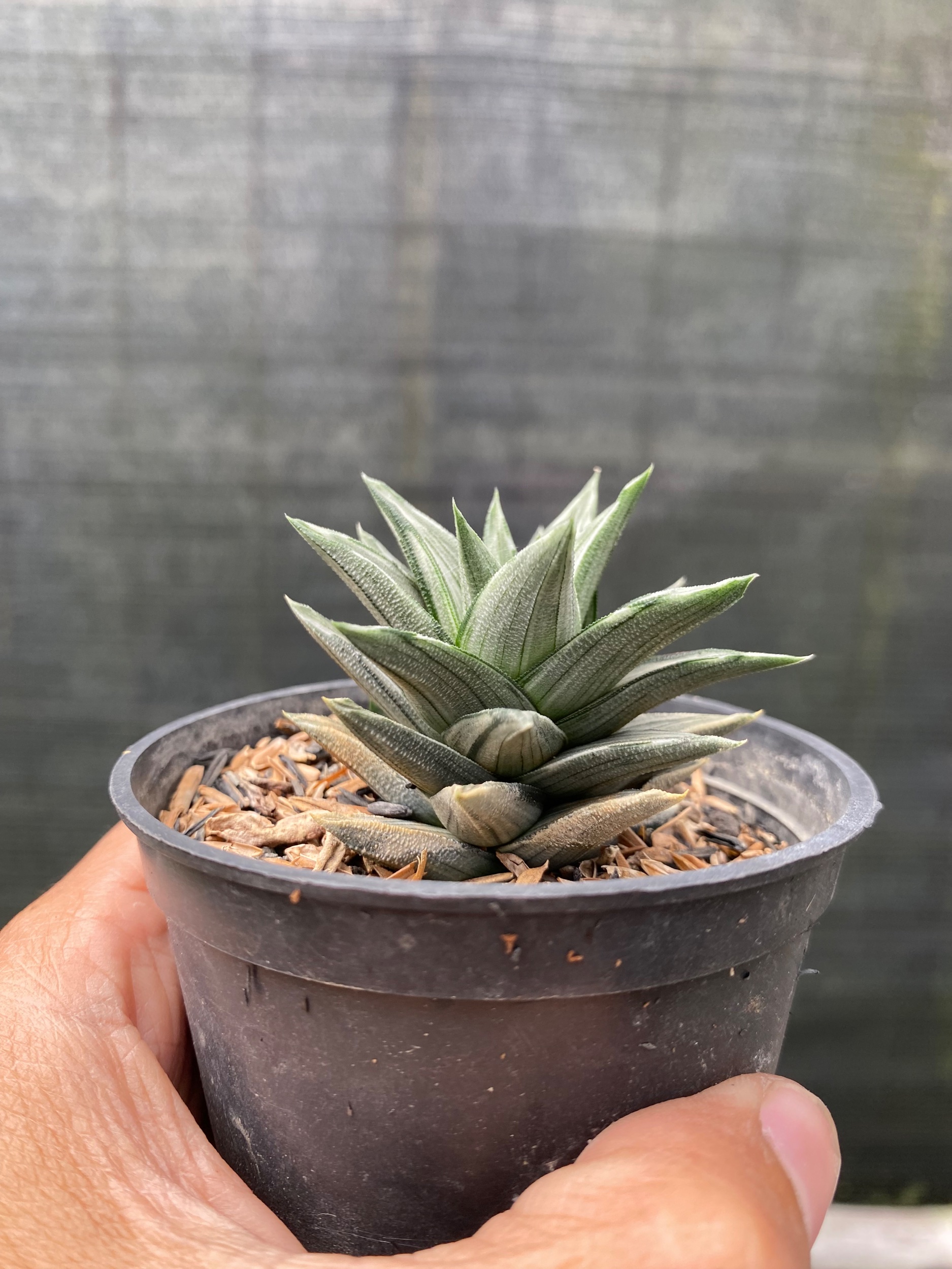 2433. Haworthia Tortuosa Variegated - Image 3