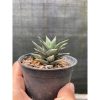 2433. Haworthia Tortuosa Variegated