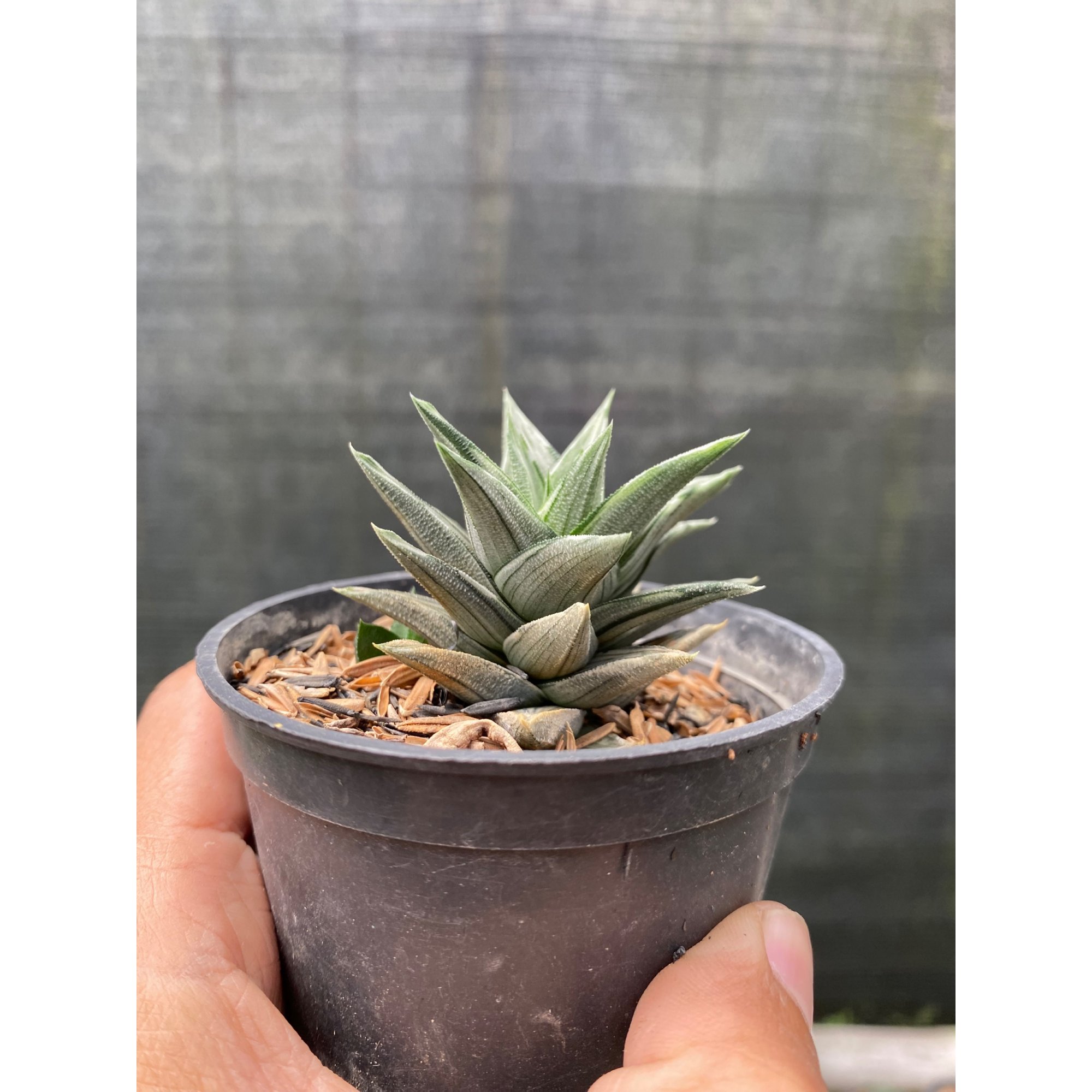 2433. Haworthia Tortuosa Variegated