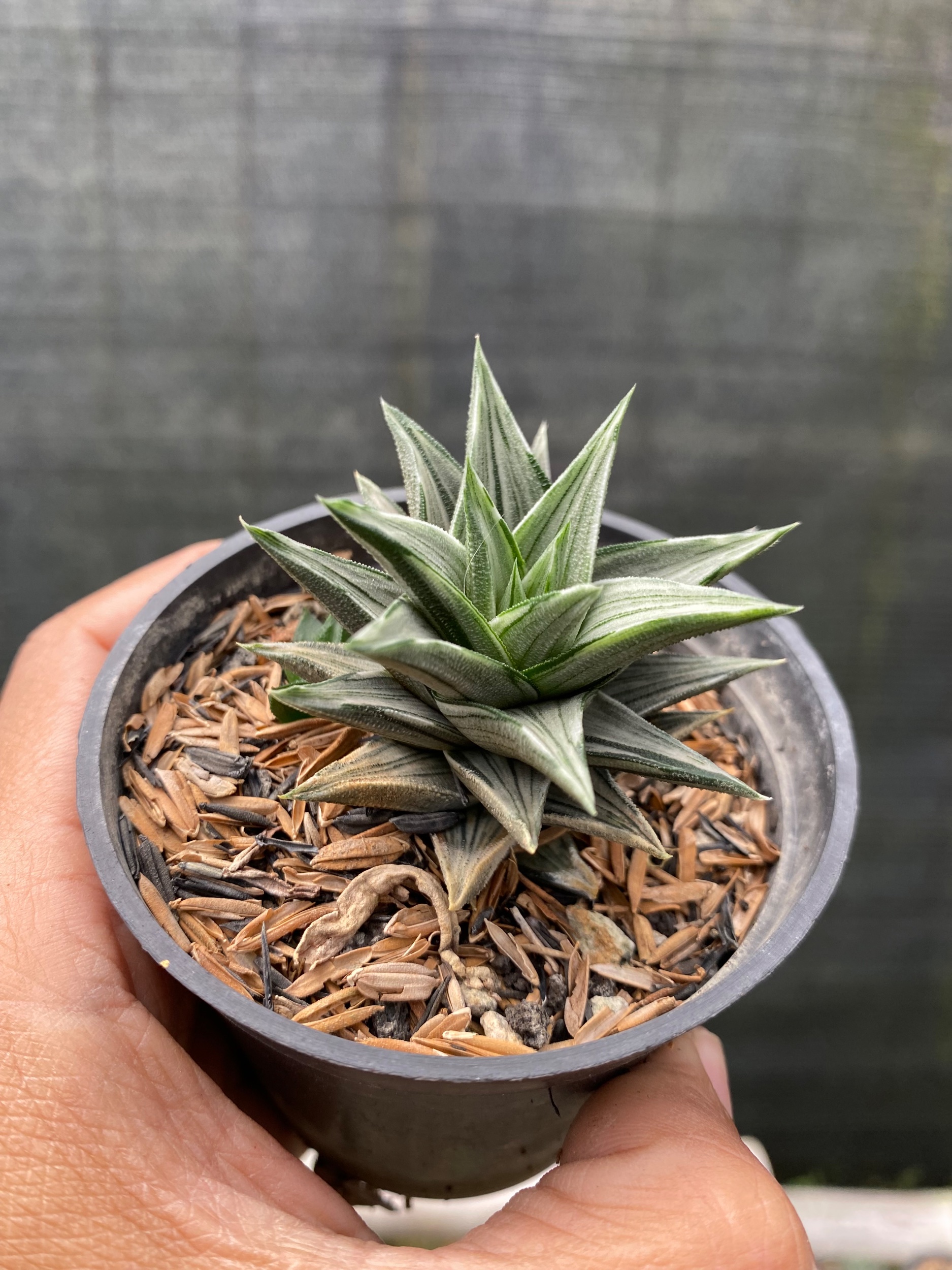 2433. Haworthia Tortuosa Variegated - Image 4