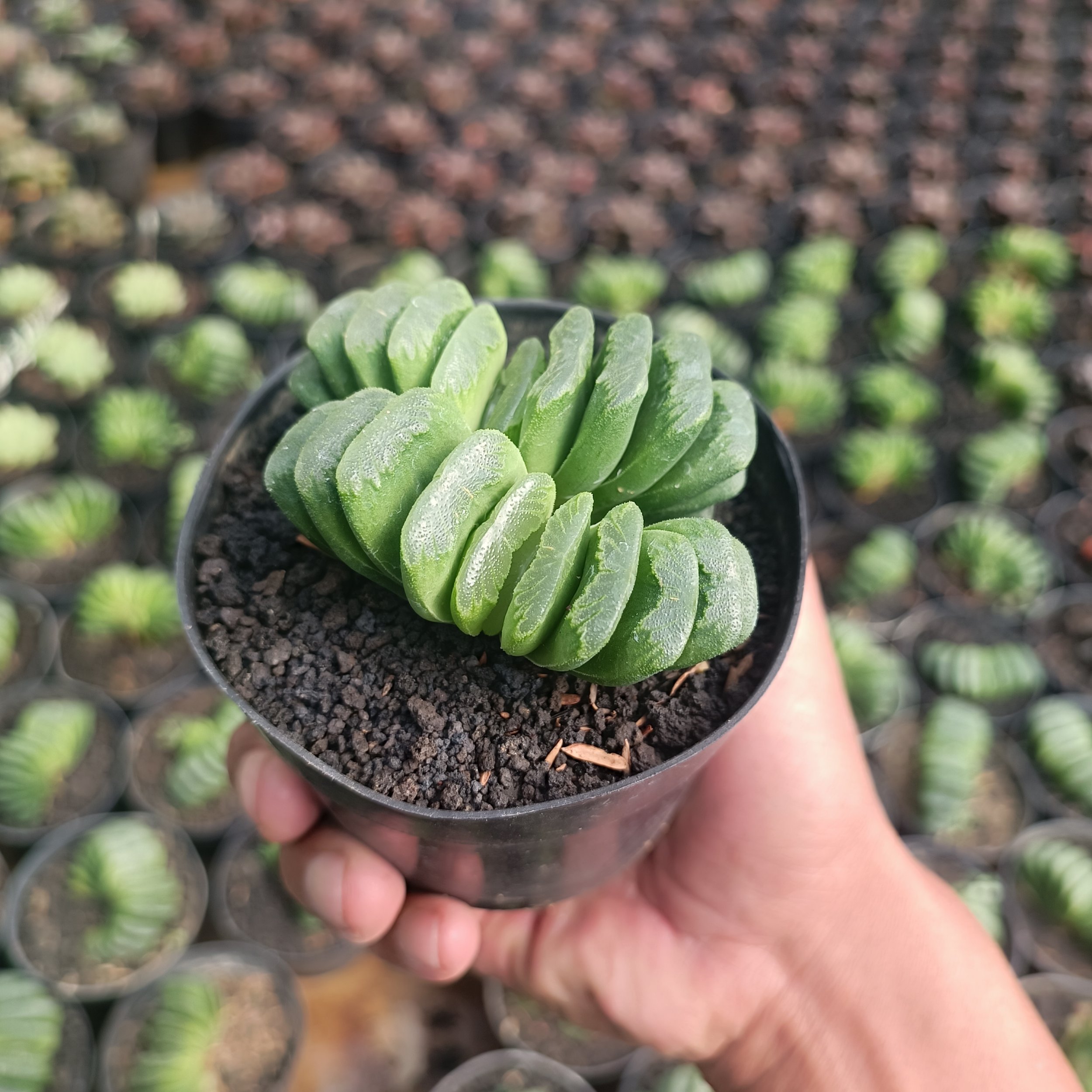 2427. Haworthia Lime Green - Image 2