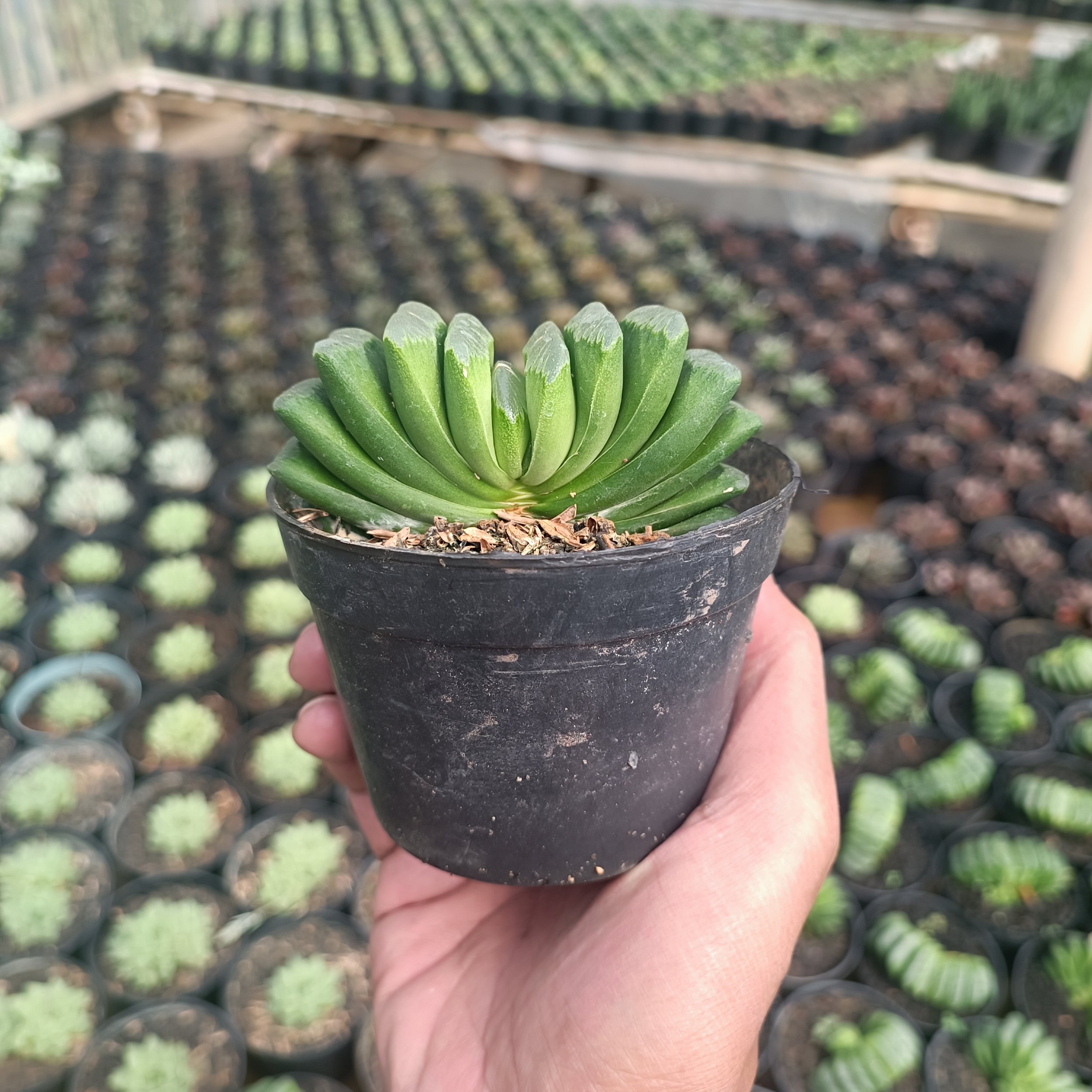 2427. Haworthia Lime Green - Image 3