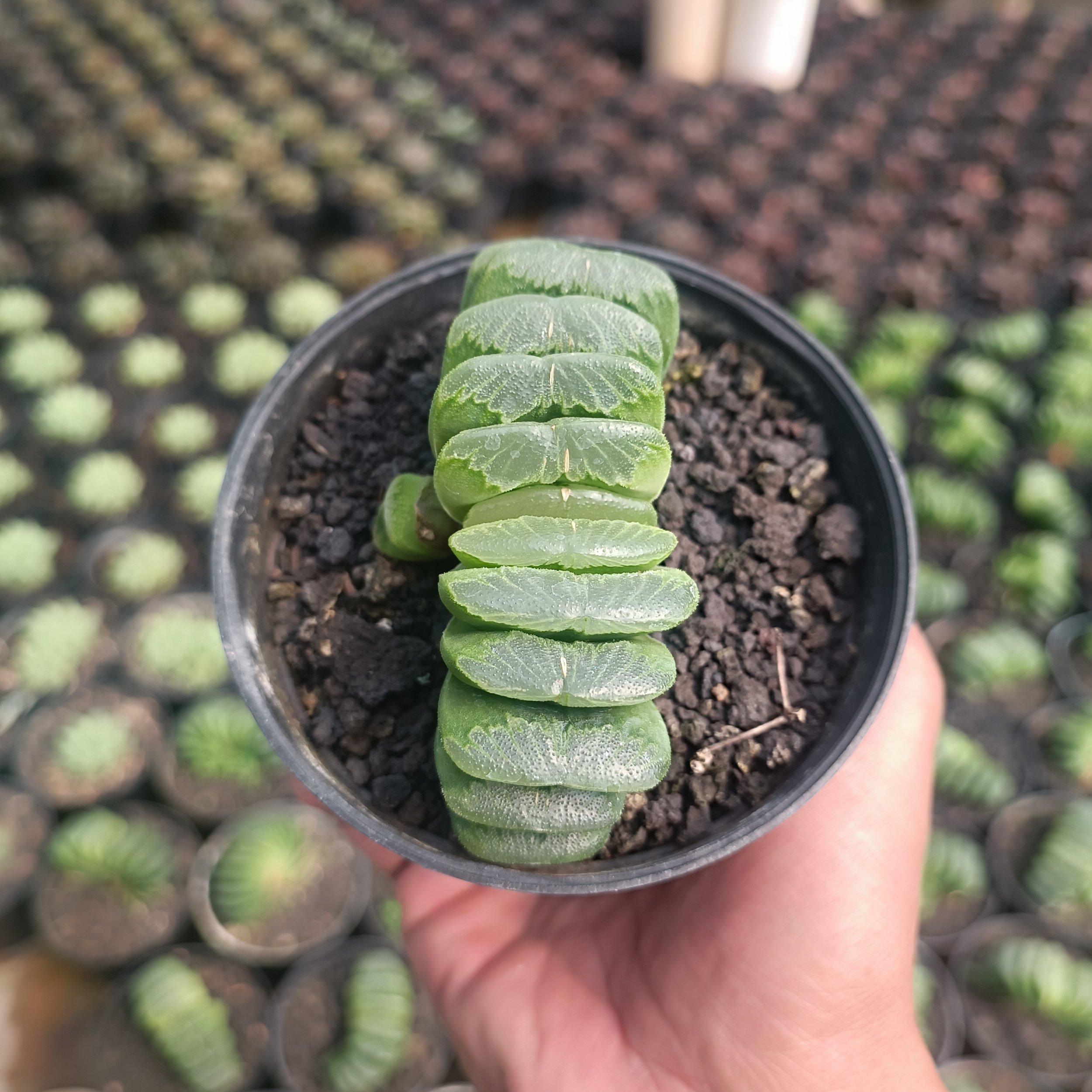 2427. Haworthia Lime Green - Image 5