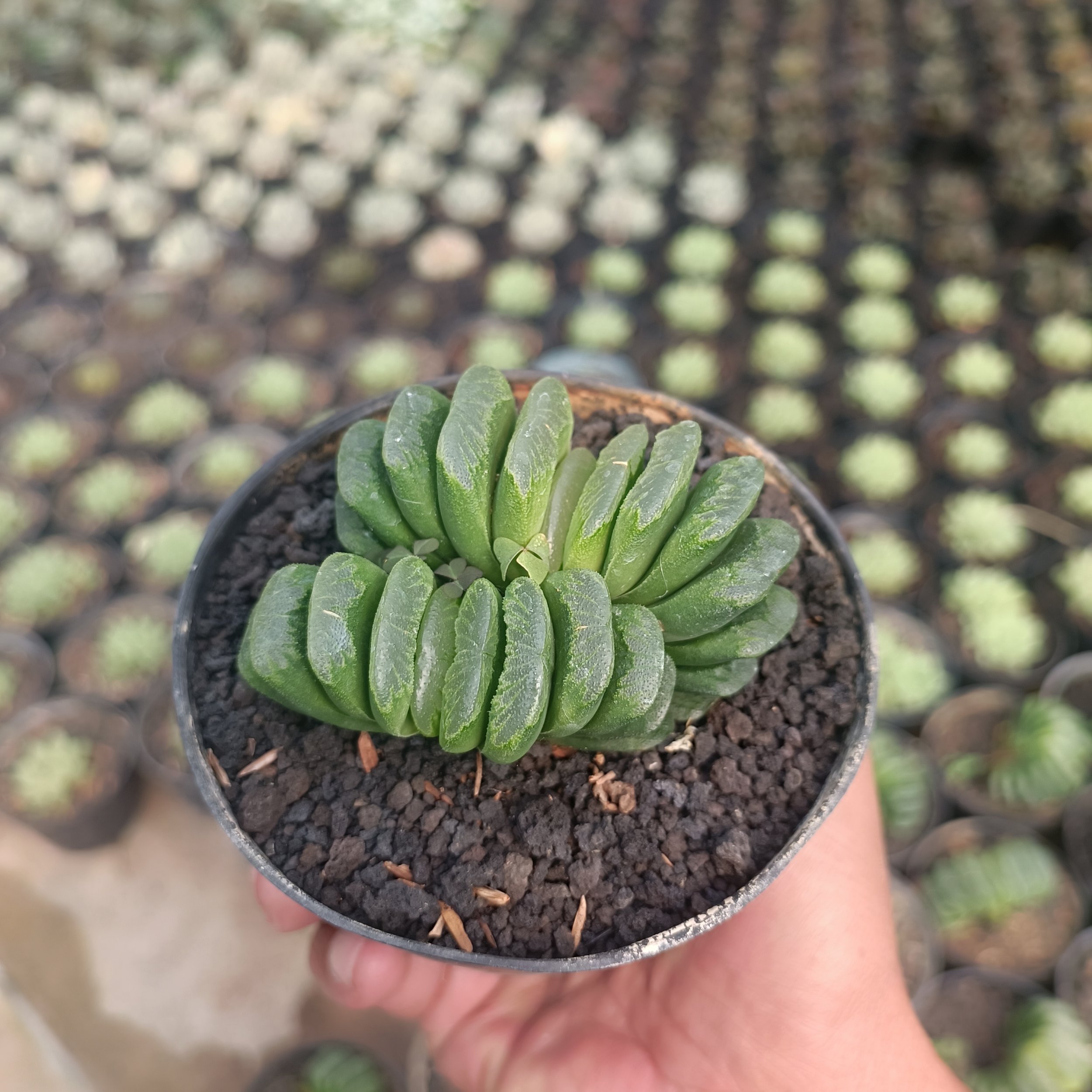 2427. Haworthia Lime Green - Image 6