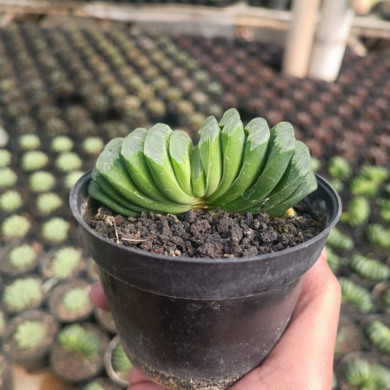 2427. Haworthia Lime Green