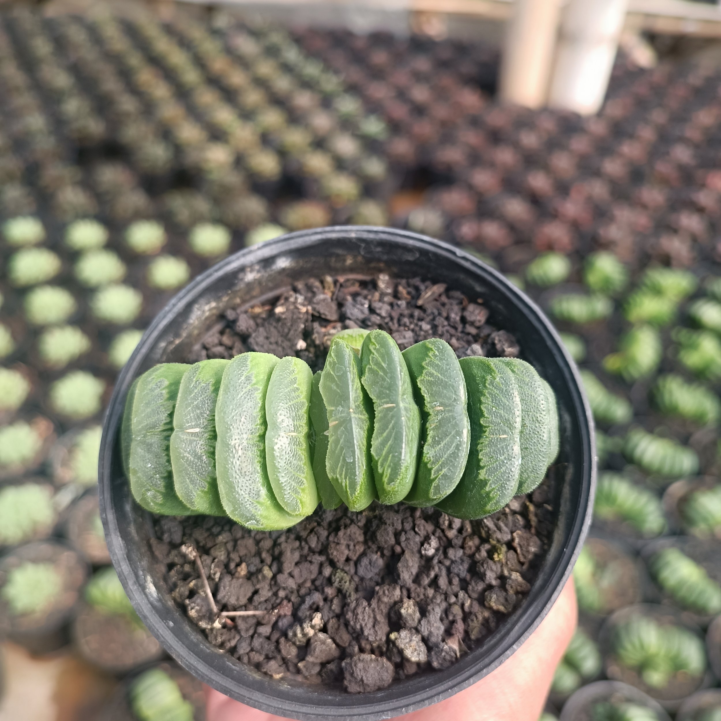 2427. Haworthia Lime Green - Image 7