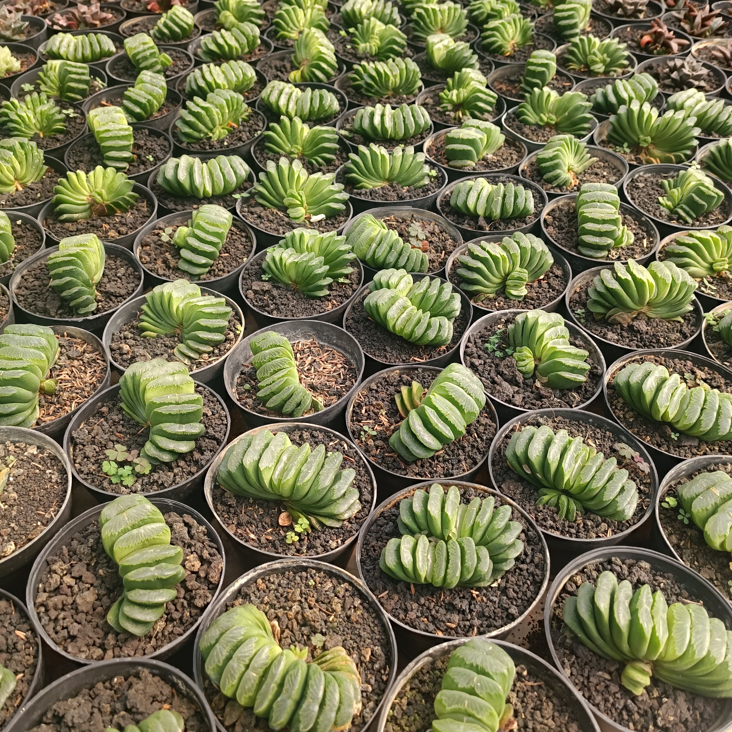 2427. Haworthia Lime Green - Image 8
