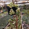 2444. Hoya Compacta 'hindu Ropes' Variegated