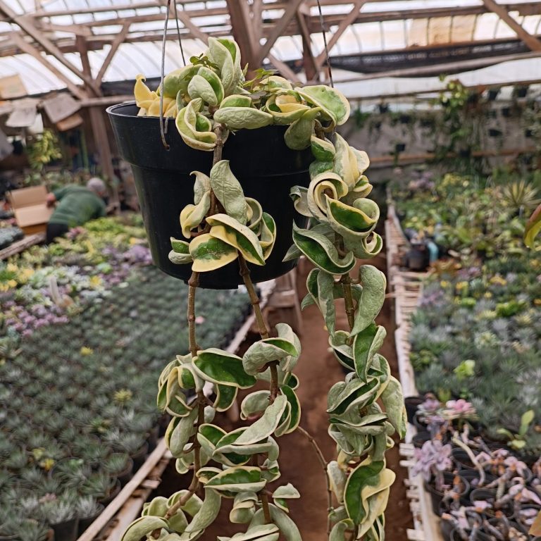 2444. Hoya Compacta 'hindu Ropes' Variegated