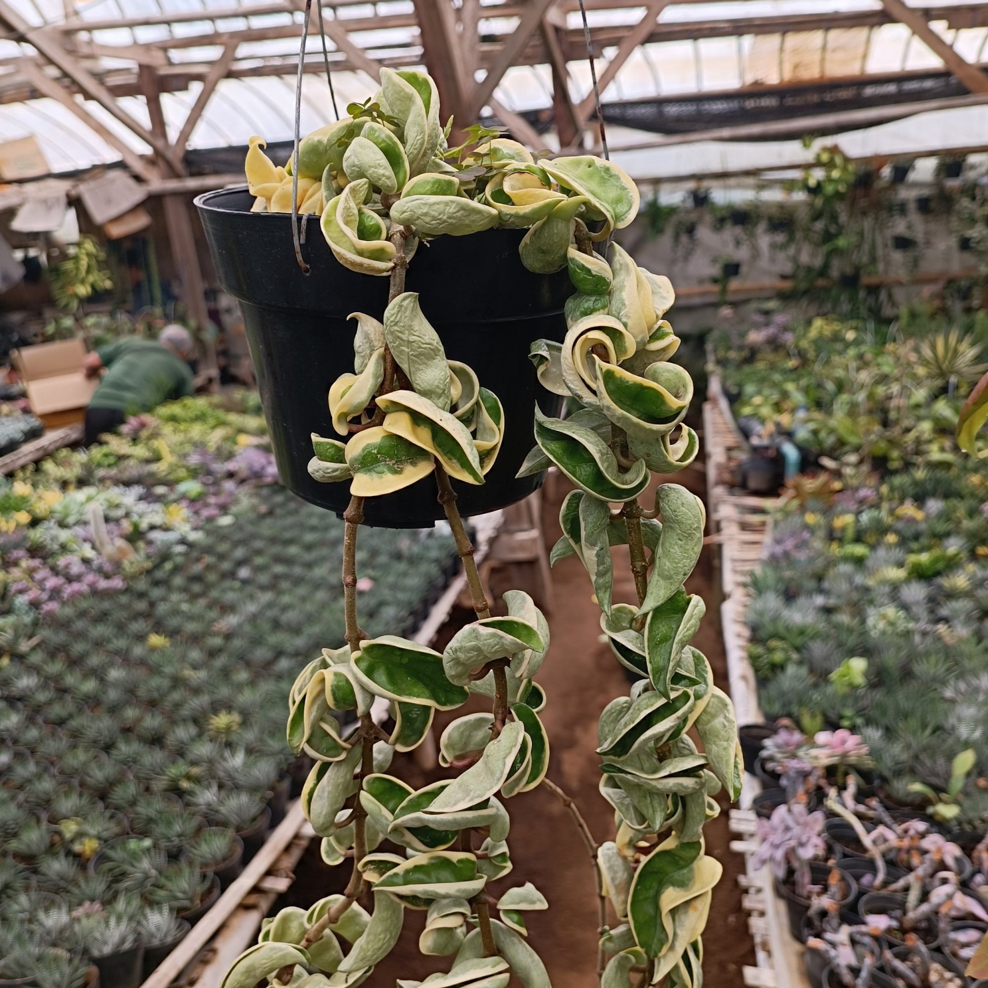 2445. Hoya Compacta 'hindu Ropes' Variegated - Image 3
