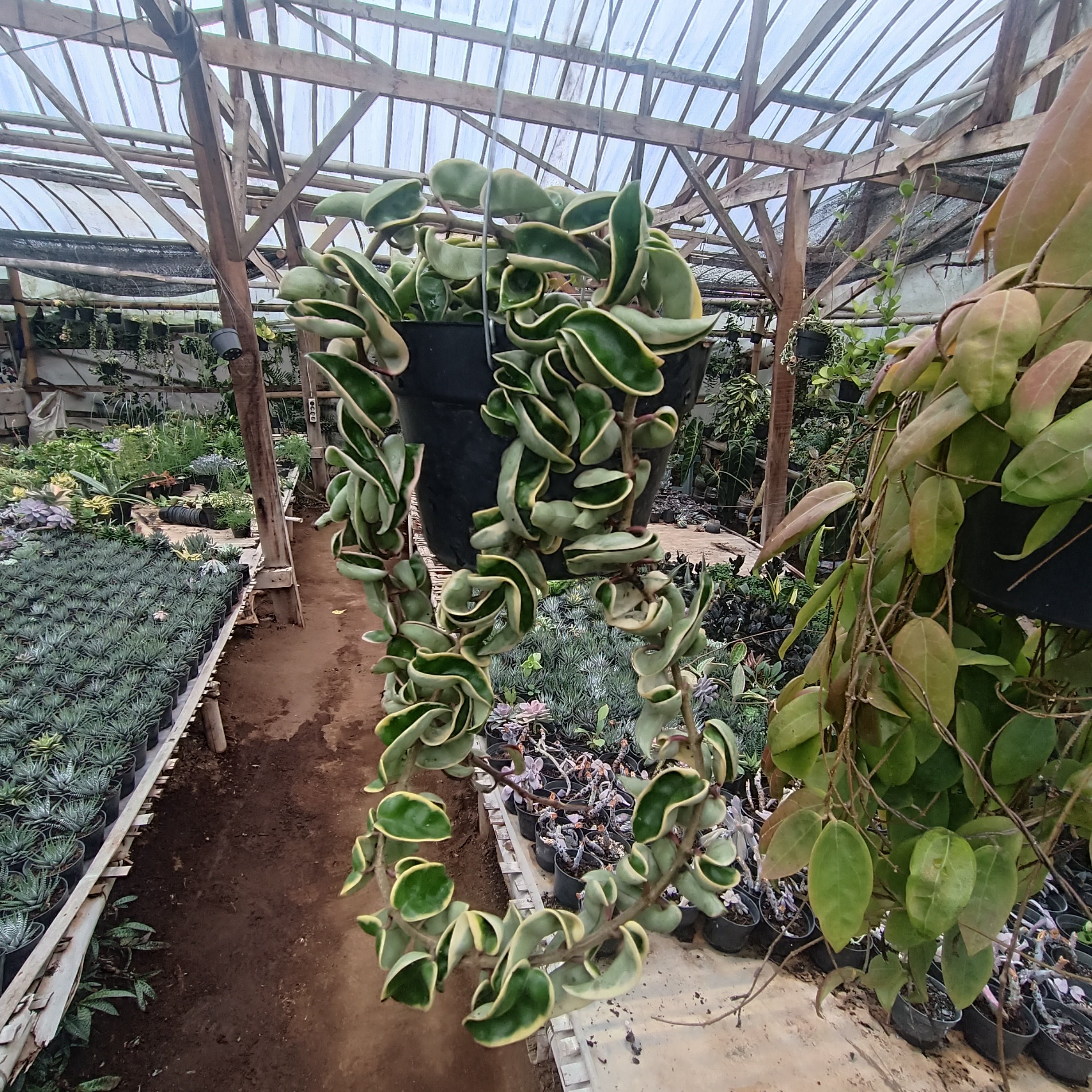 2445. Hoya Compacta 'hindu Ropes' Variegated - Image 4