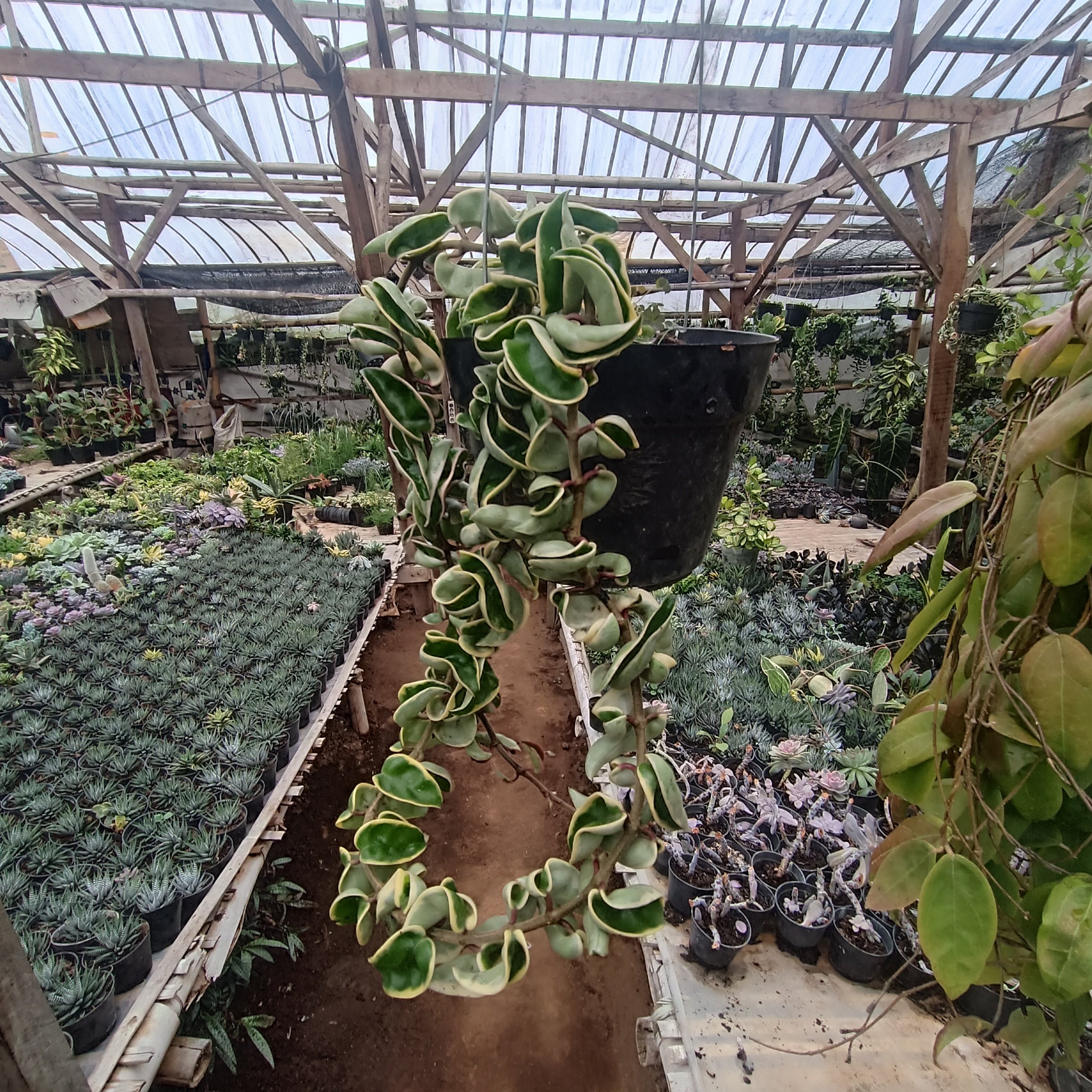 2445. Hoya Compacta 'hindu Ropes' Variegated - Image 2