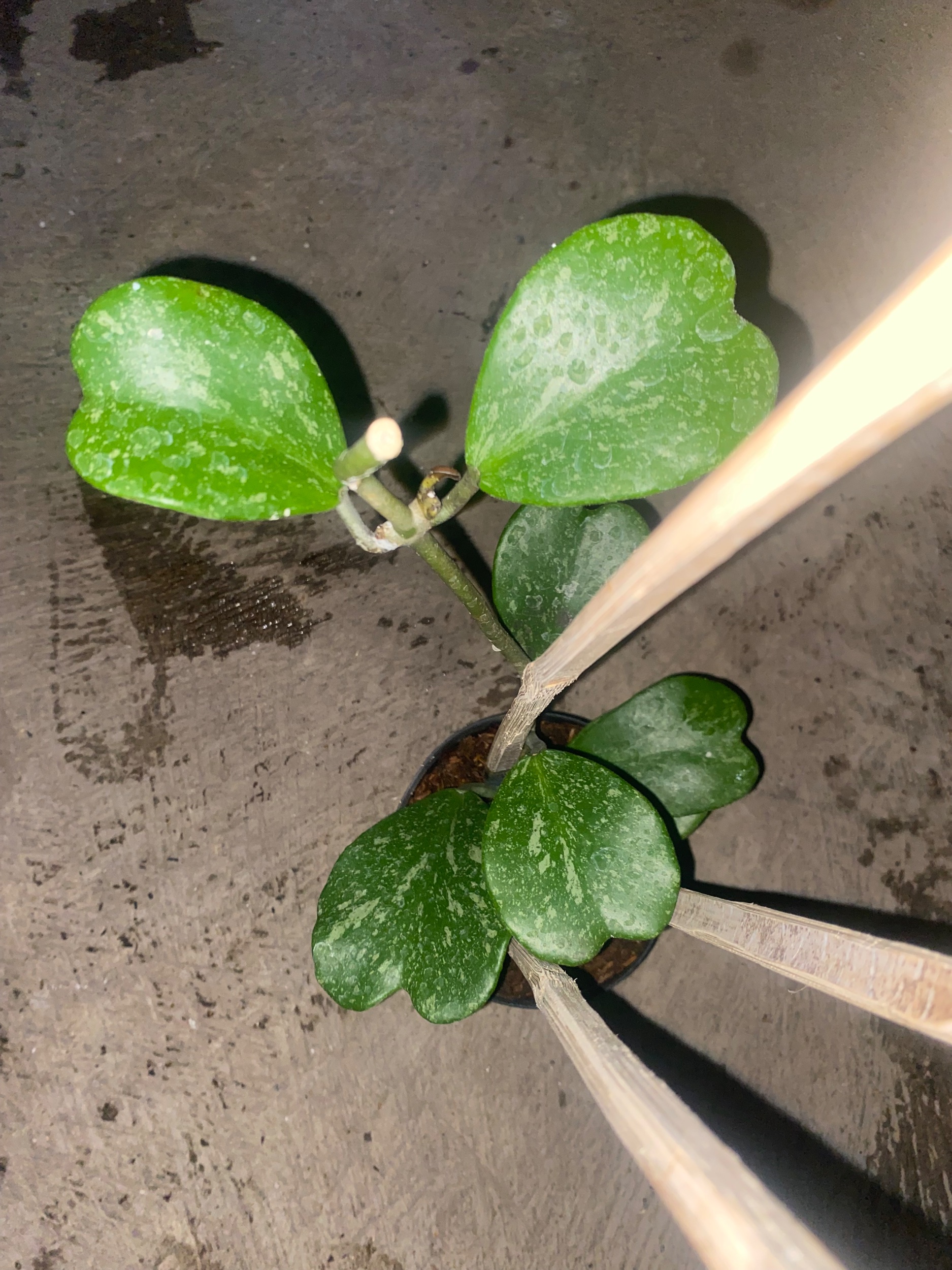 2431. Hoya Kerrii Splash Cluster - Image 2