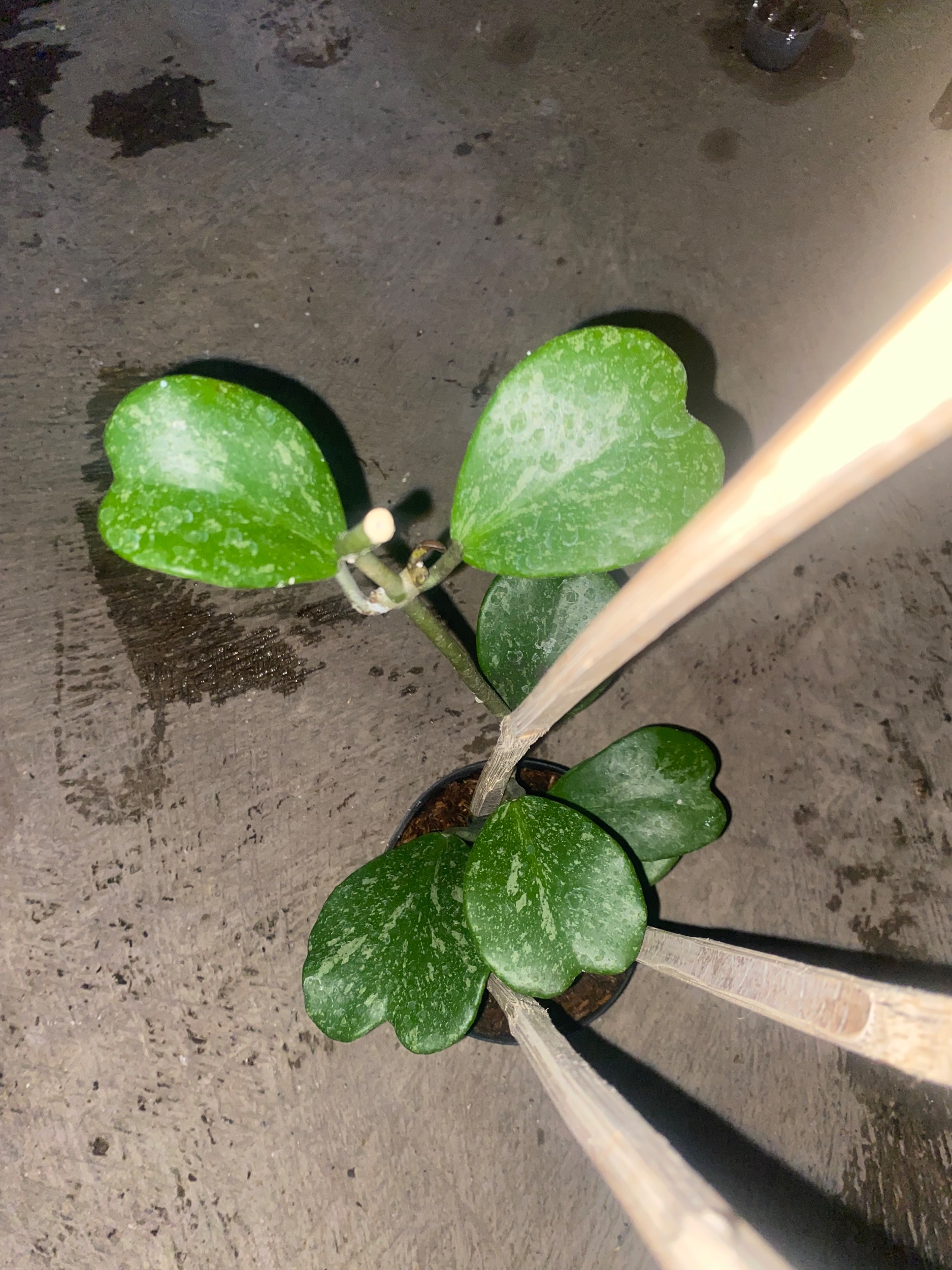 2431. Hoya Kerrii Splash Cluster - Image 3