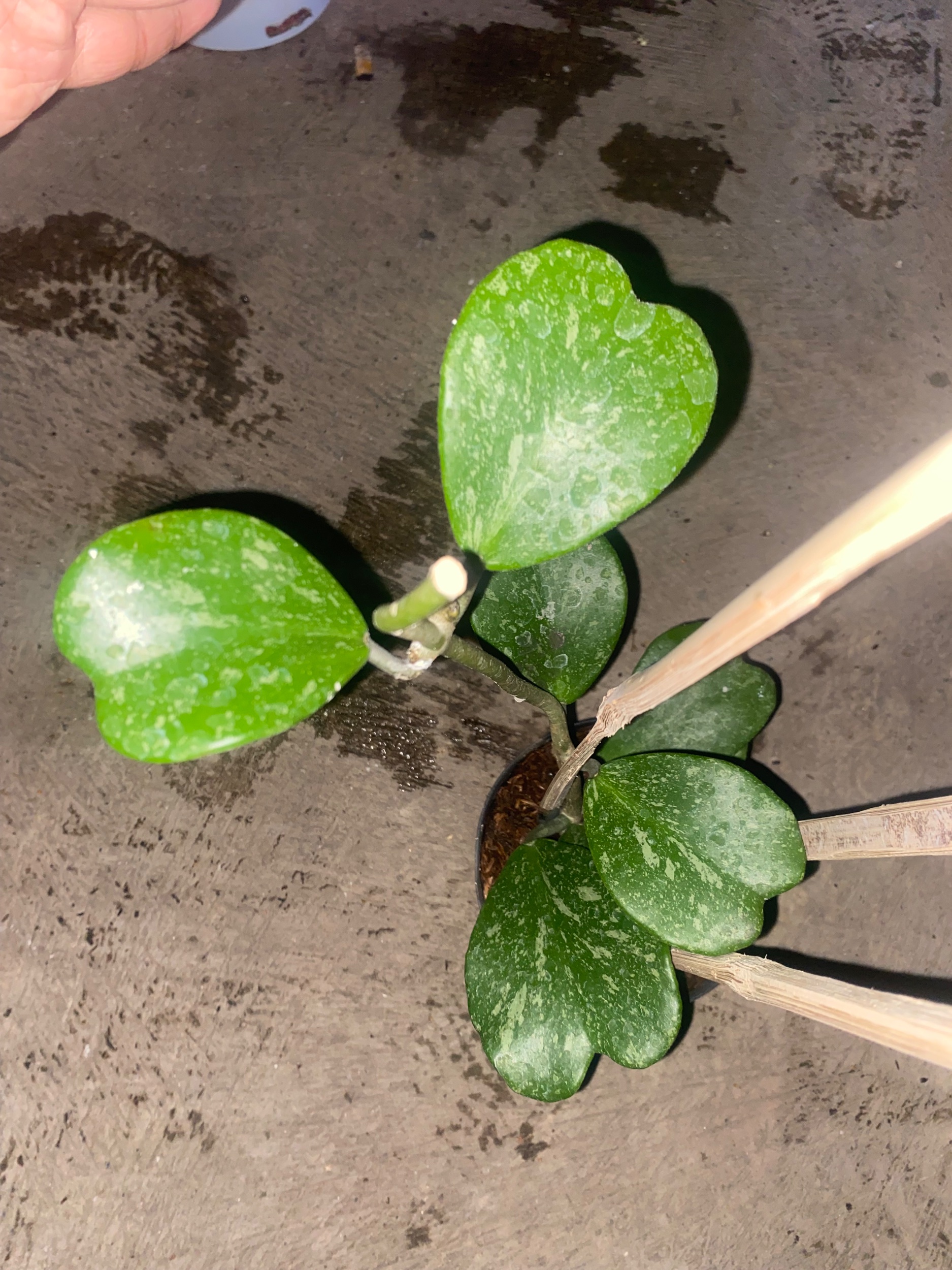 2431. Hoya Kerrii Splash Cluster - Image 4