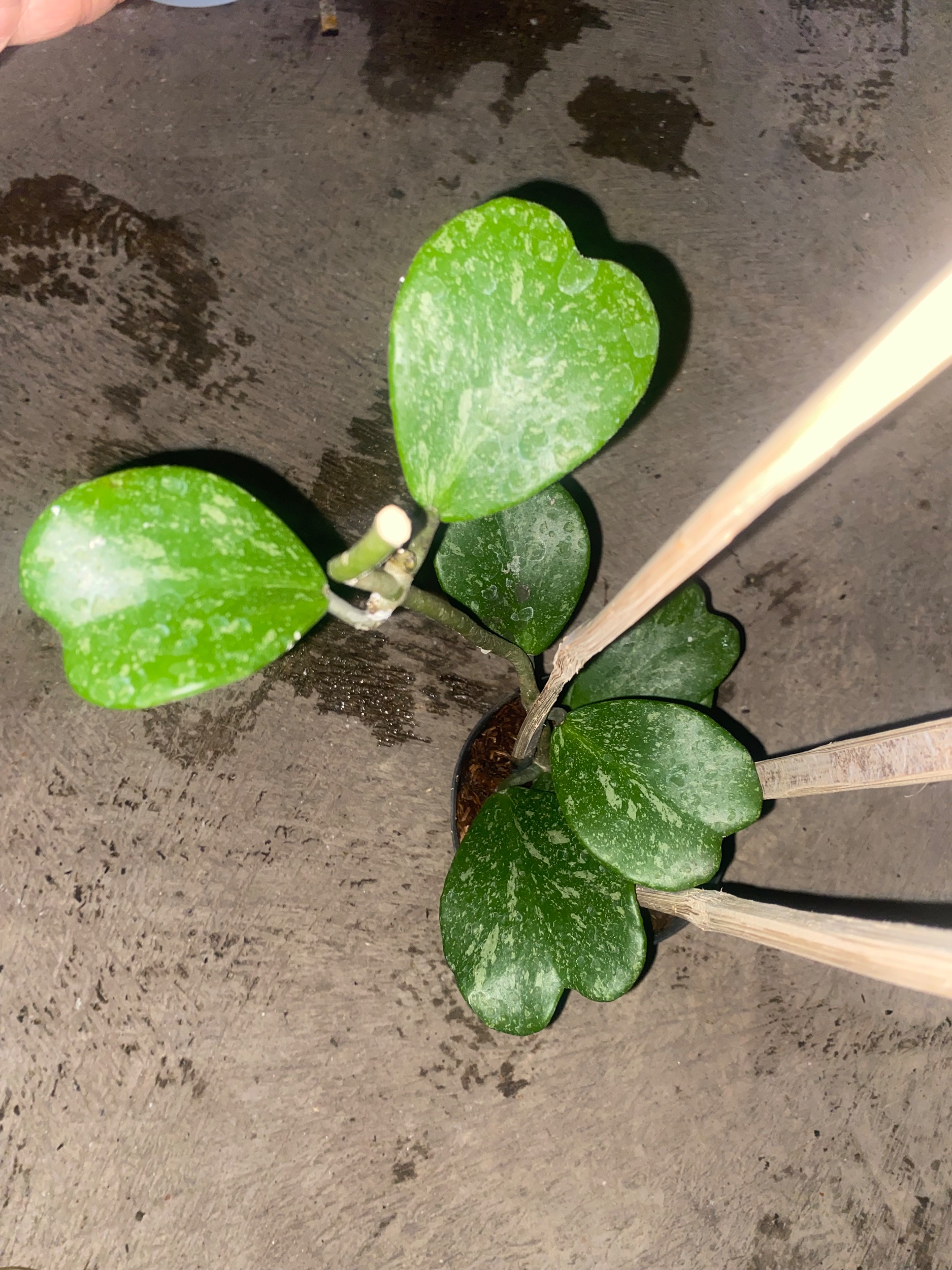 2431. Hoya Kerrii Splash Cluster - Image 5