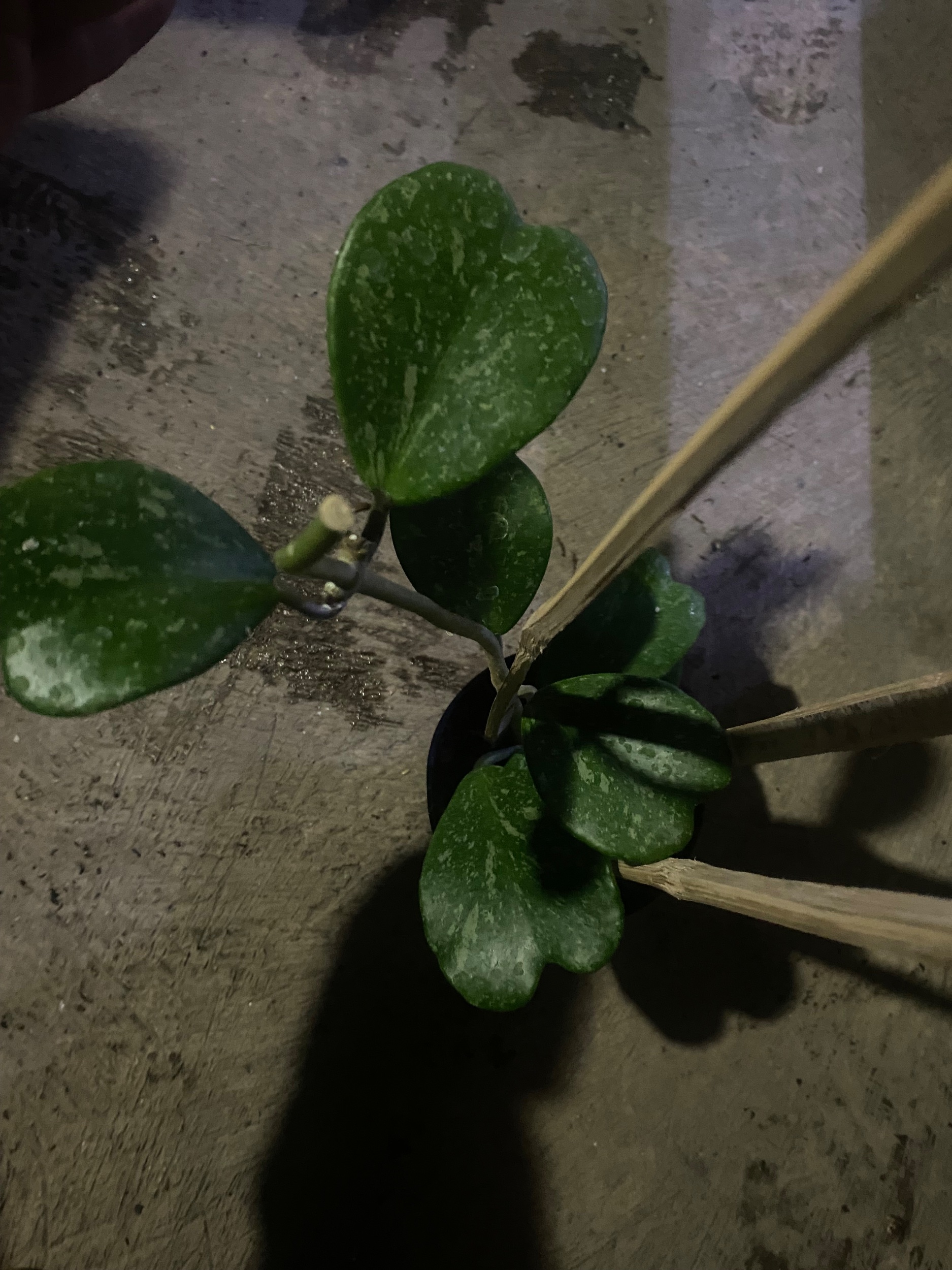 2431. Hoya Kerrii Splash Cluster - Image 6