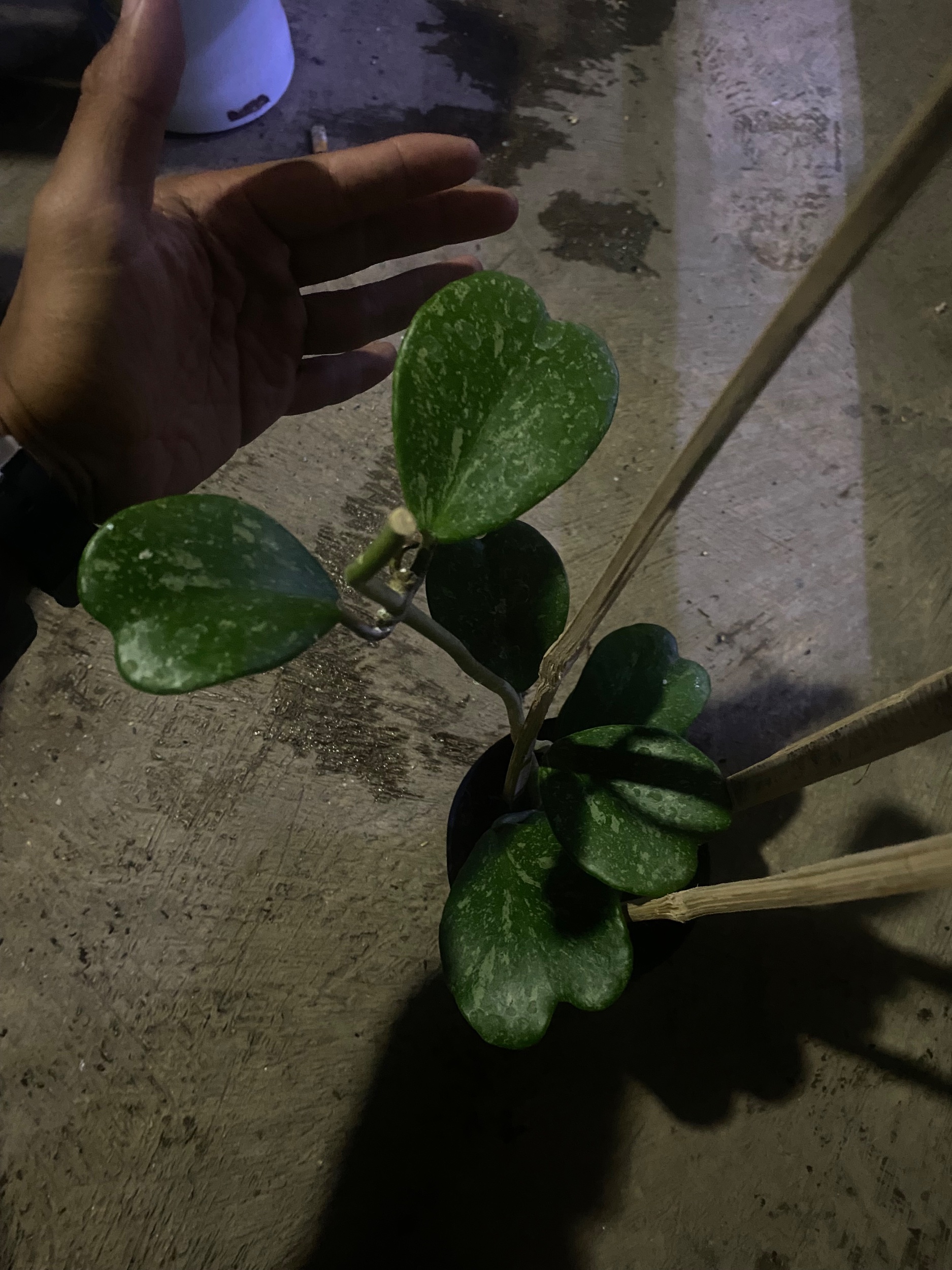 2431. Hoya Kerrii Splash Cluster - Image 7