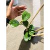 2431. Hoya Kerrii Splash Cluster