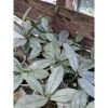 2414. Hoya Mitrata Silver