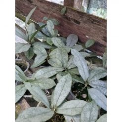 2414. Hoya Mitrata Silver