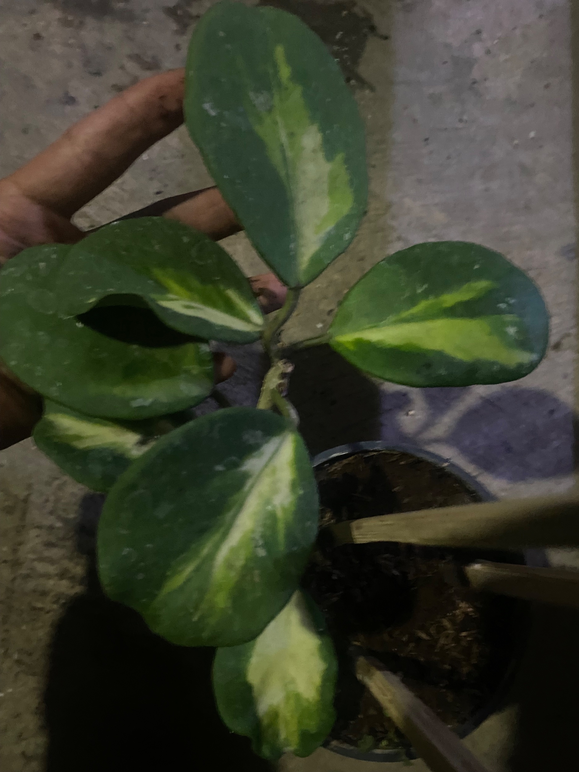 2430. Hoya Obovata Variegated Cluster - Image 10