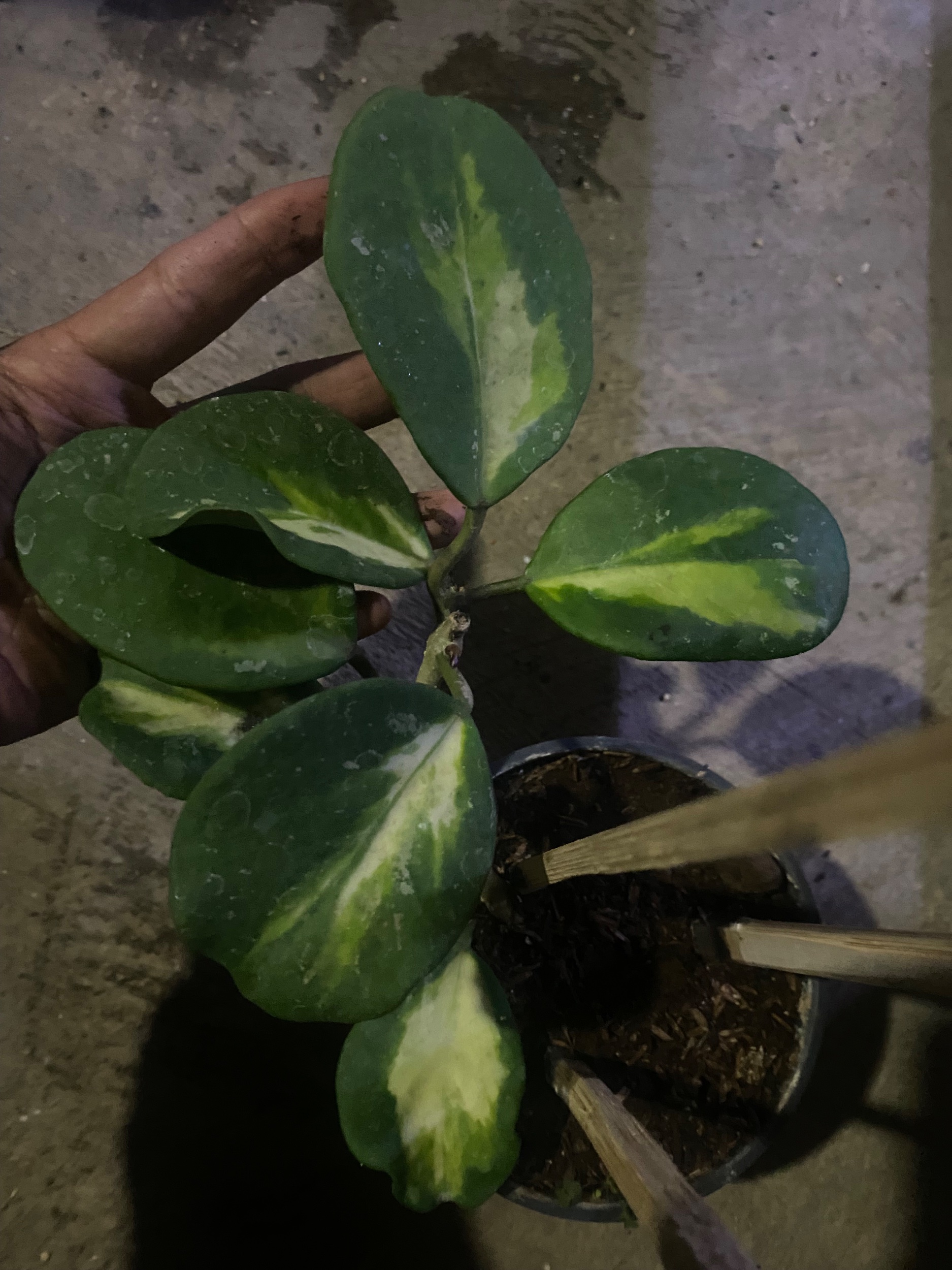 2430. Hoya Obovata Variegated Cluster - Image 6