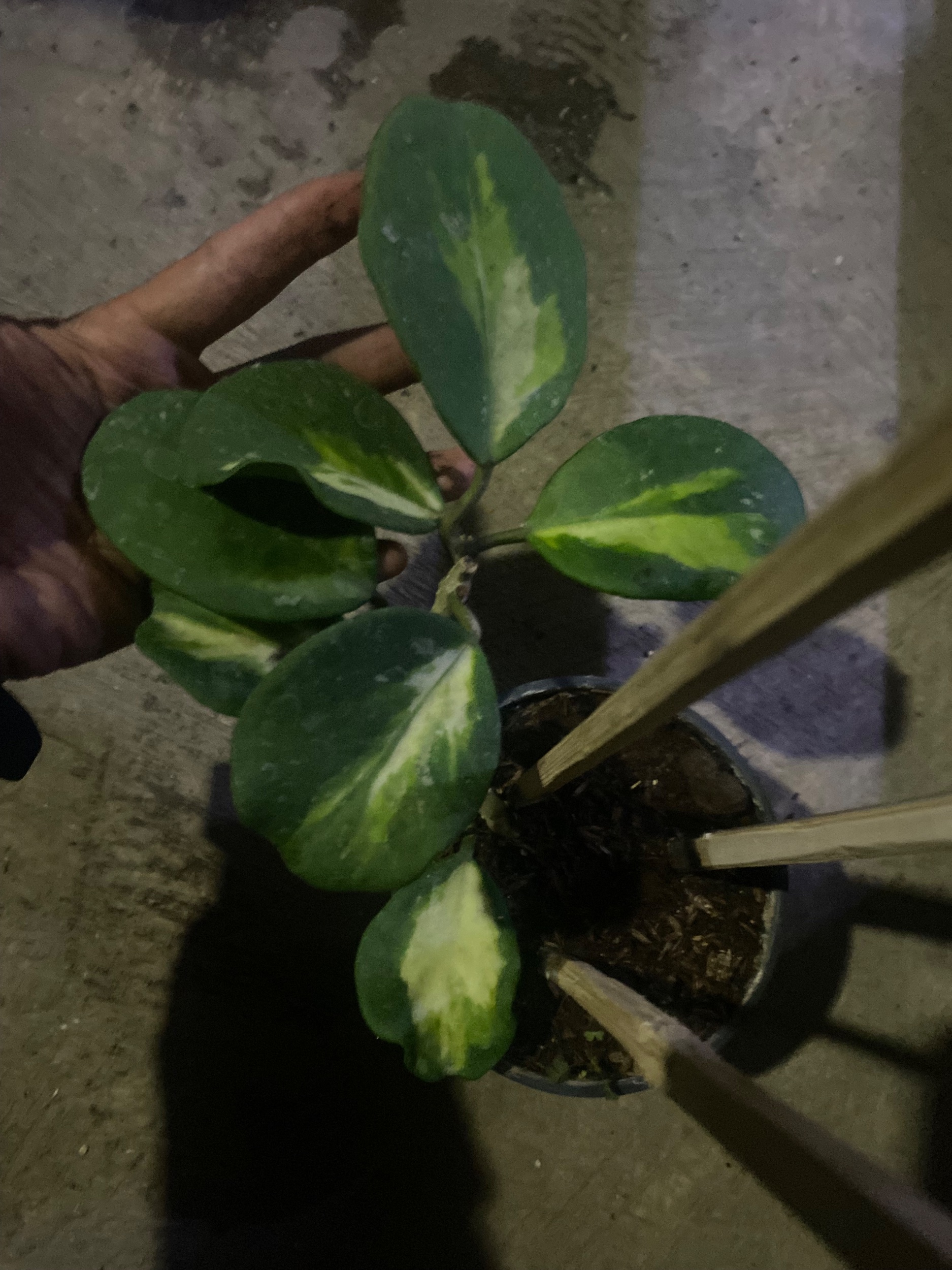 2430. Hoya Obovata Variegated Cluster - Image 8