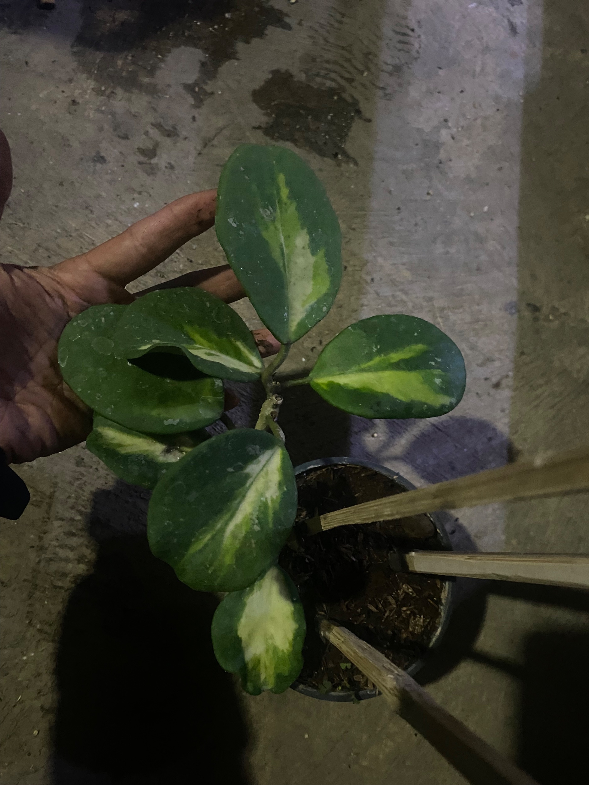 2430. Hoya Obovata Variegated Cluster - Image 9