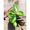 2430. Hoya Obovata Variegated Cluster