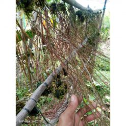 2415. Hoya Spartoides