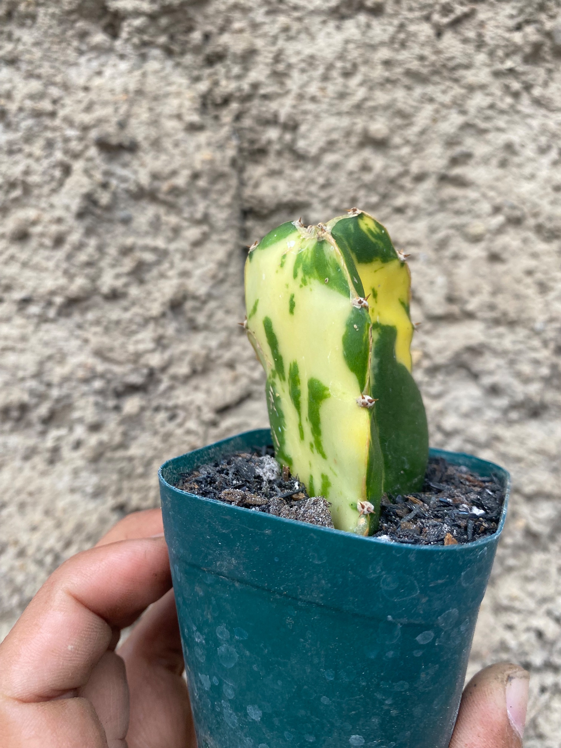 2410. Hylocereus Undatus Variegated - Image 3