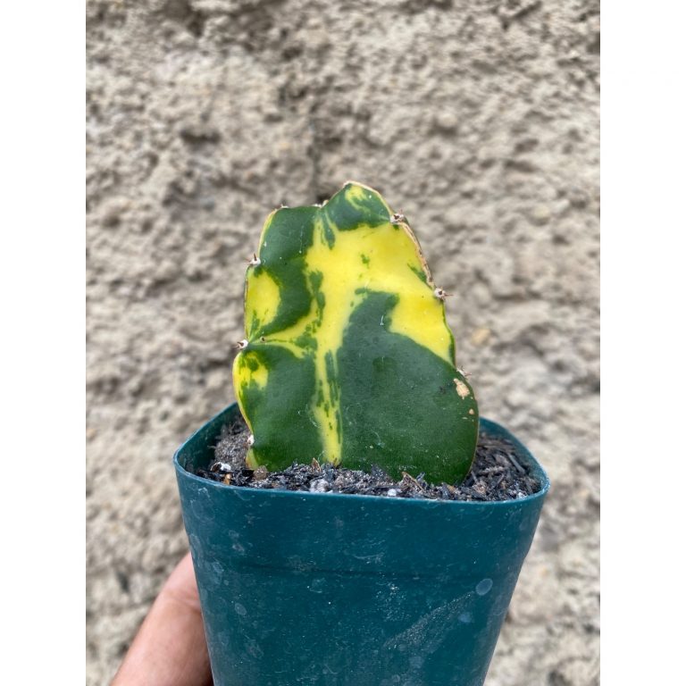 2410. Hylocereus Undatus Variegated