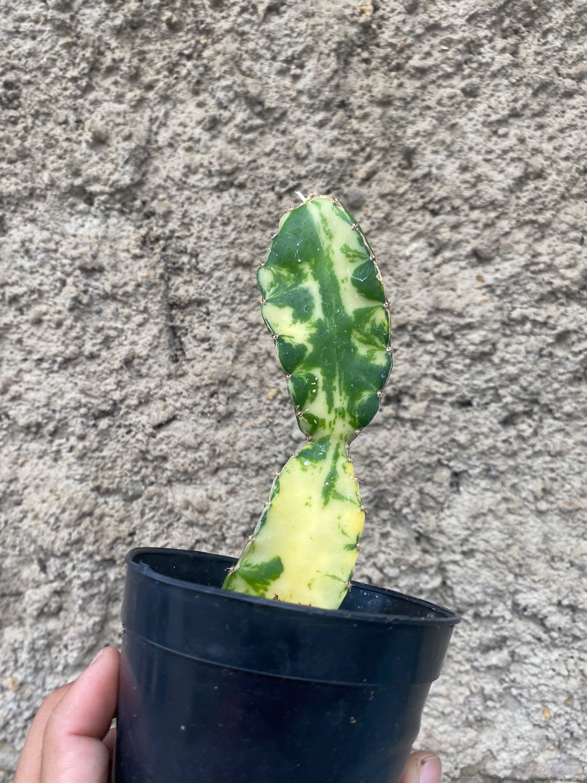 2410. Hylocereus Undatus Variegated - Image 4