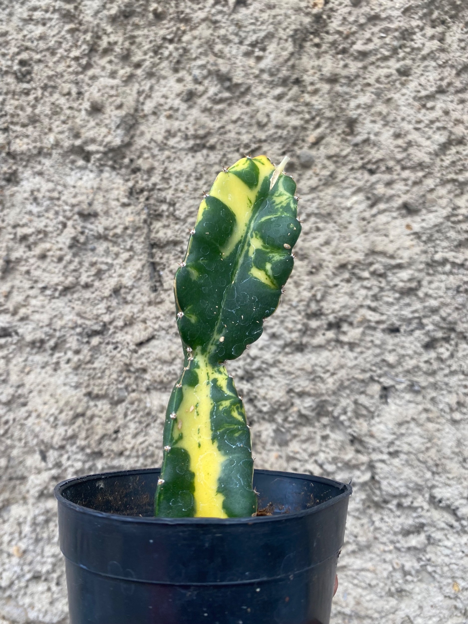 2410. Hylocereus Undatus Variegated - Image 5
