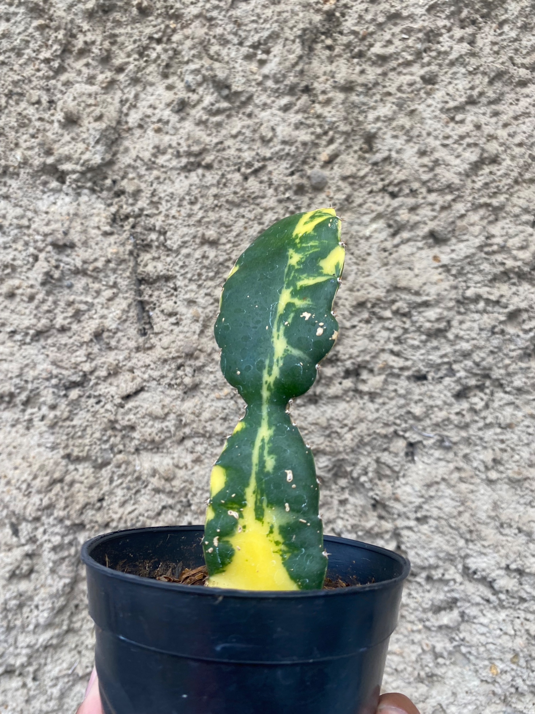 2410. Hylocereus Undatus Variegated - Image 6