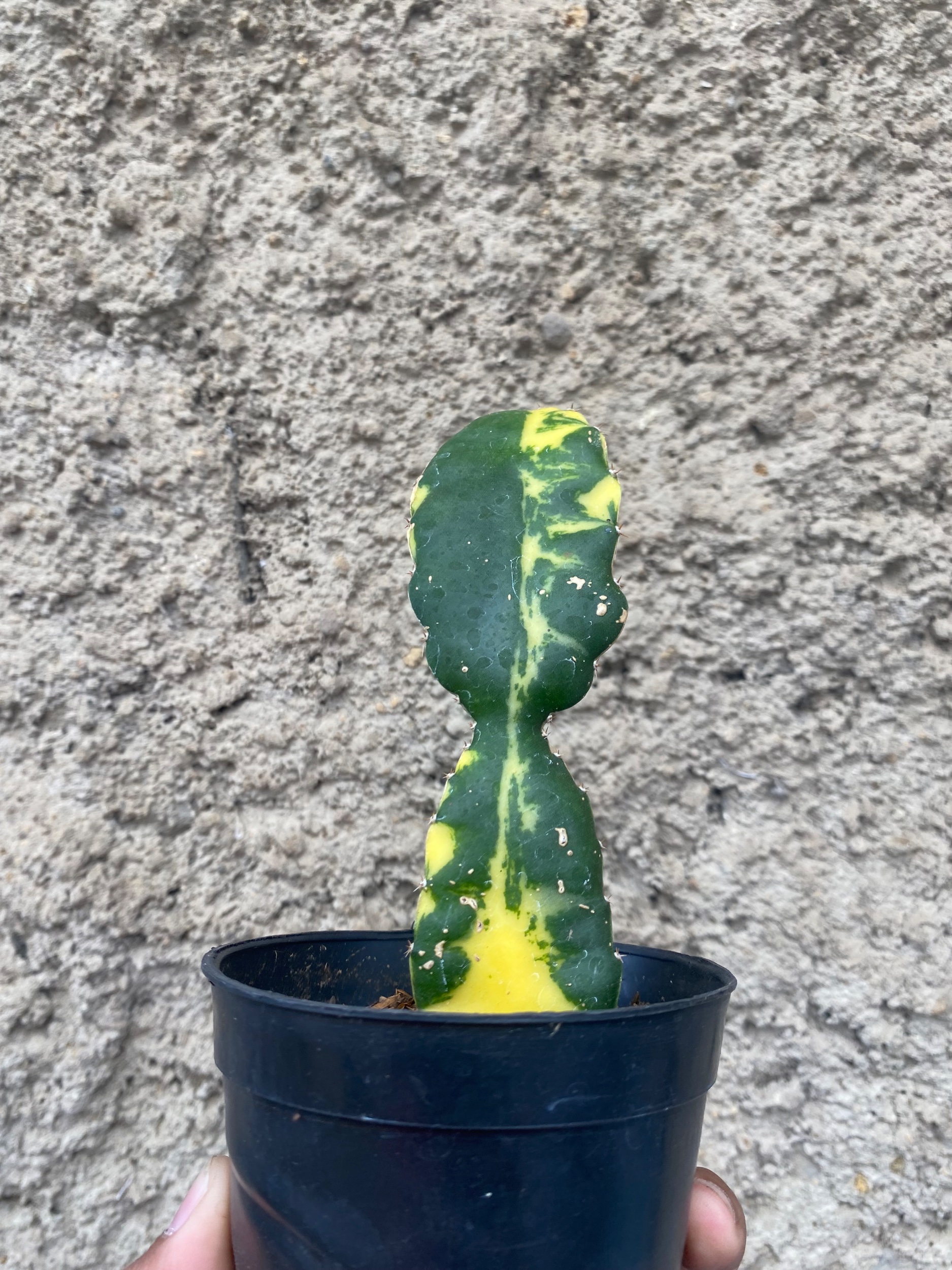 2410. Hylocereus Undatus Variegated - Image 7