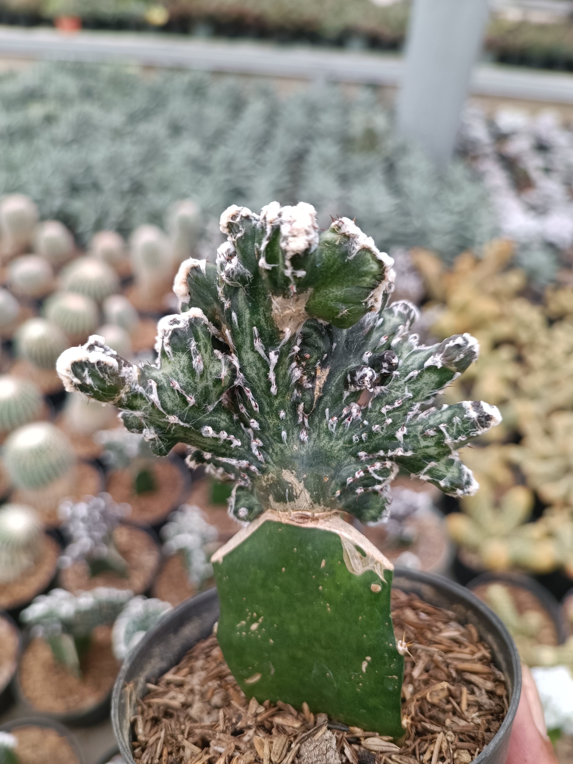 2364. Monvillea Spegazzinii - Image 2