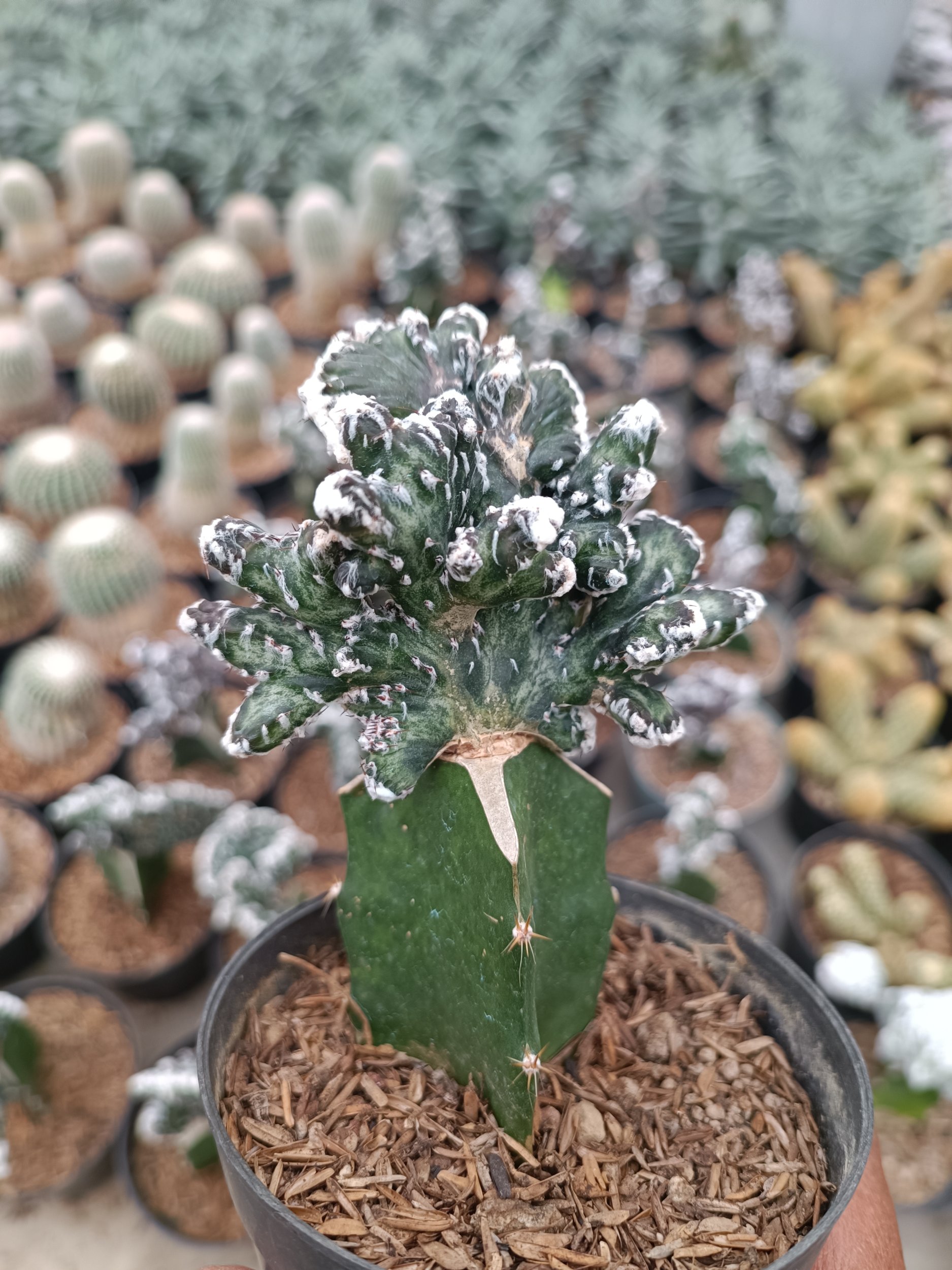 2364. Monvillea Spegazzinii - Image 3