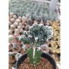 2364. Monvillea Spegazzinii
