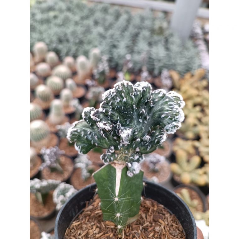 2364. Monvillea Spegazzinii