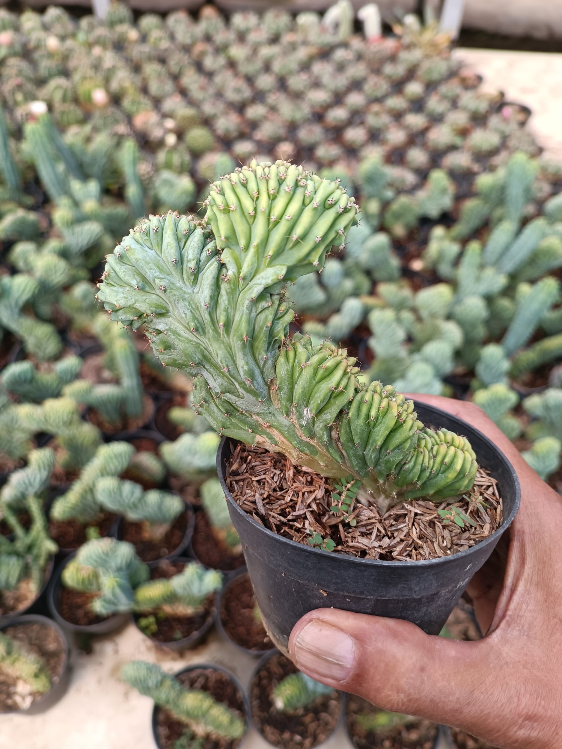 2363. Myrtillocactus Cristata - Image 2