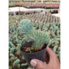 2363. Myrtillocactus Cristata