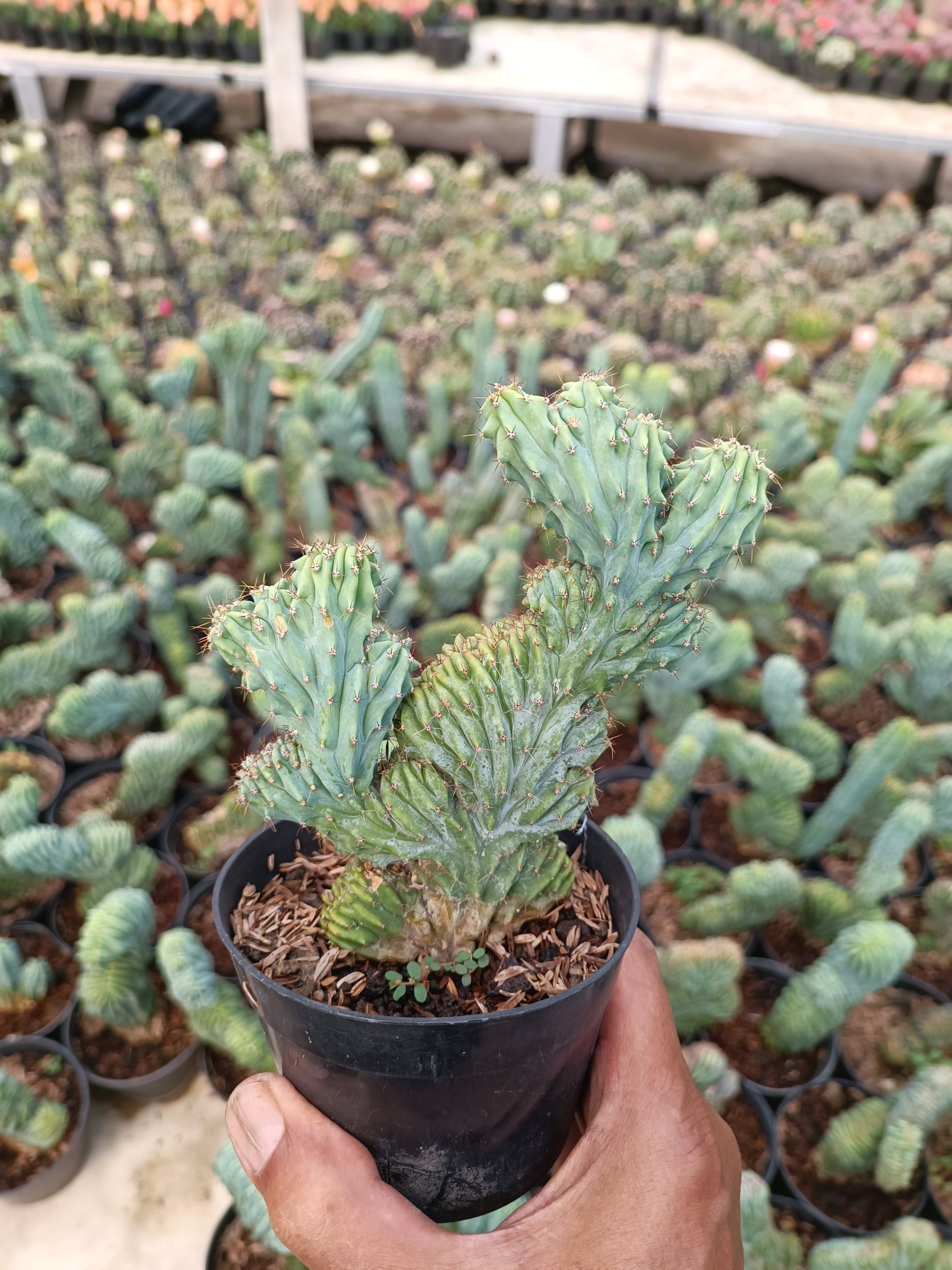 2363. Myrtillocactus Cristata - Image 3