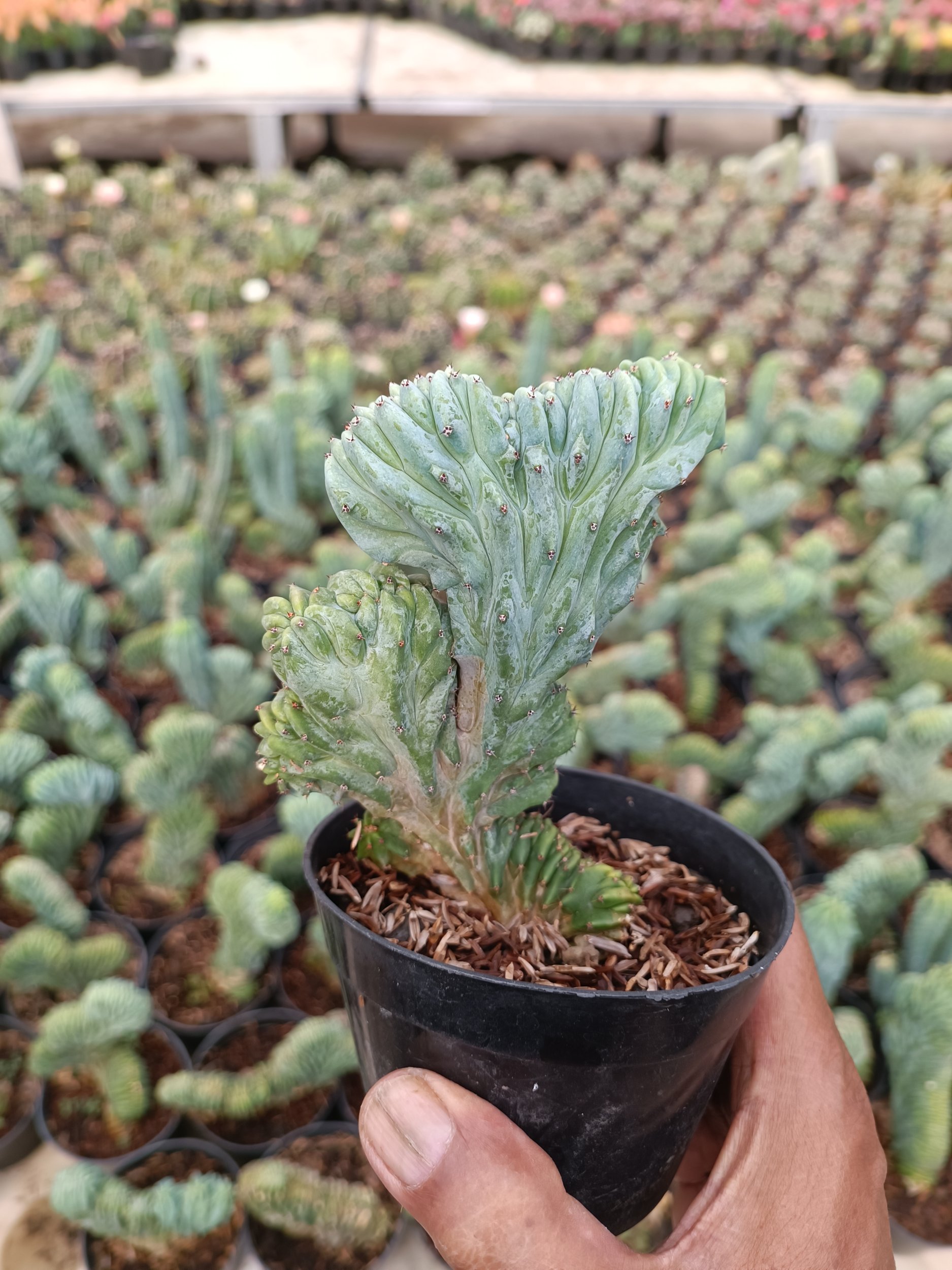 2363. Myrtillocactus Cristata - Image 4