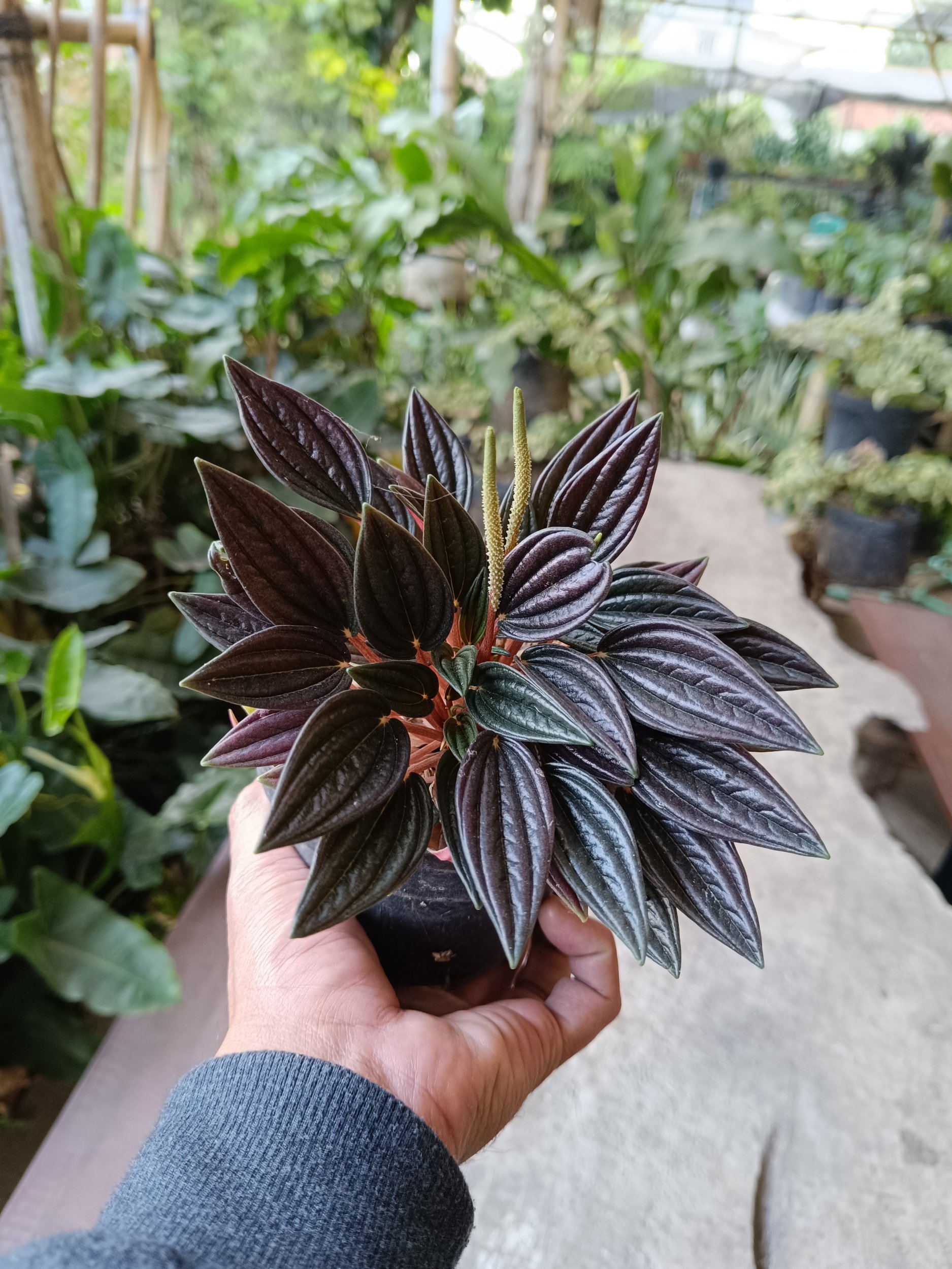 2373. Peperomia Caperata Rosso 3pcs - Image 2