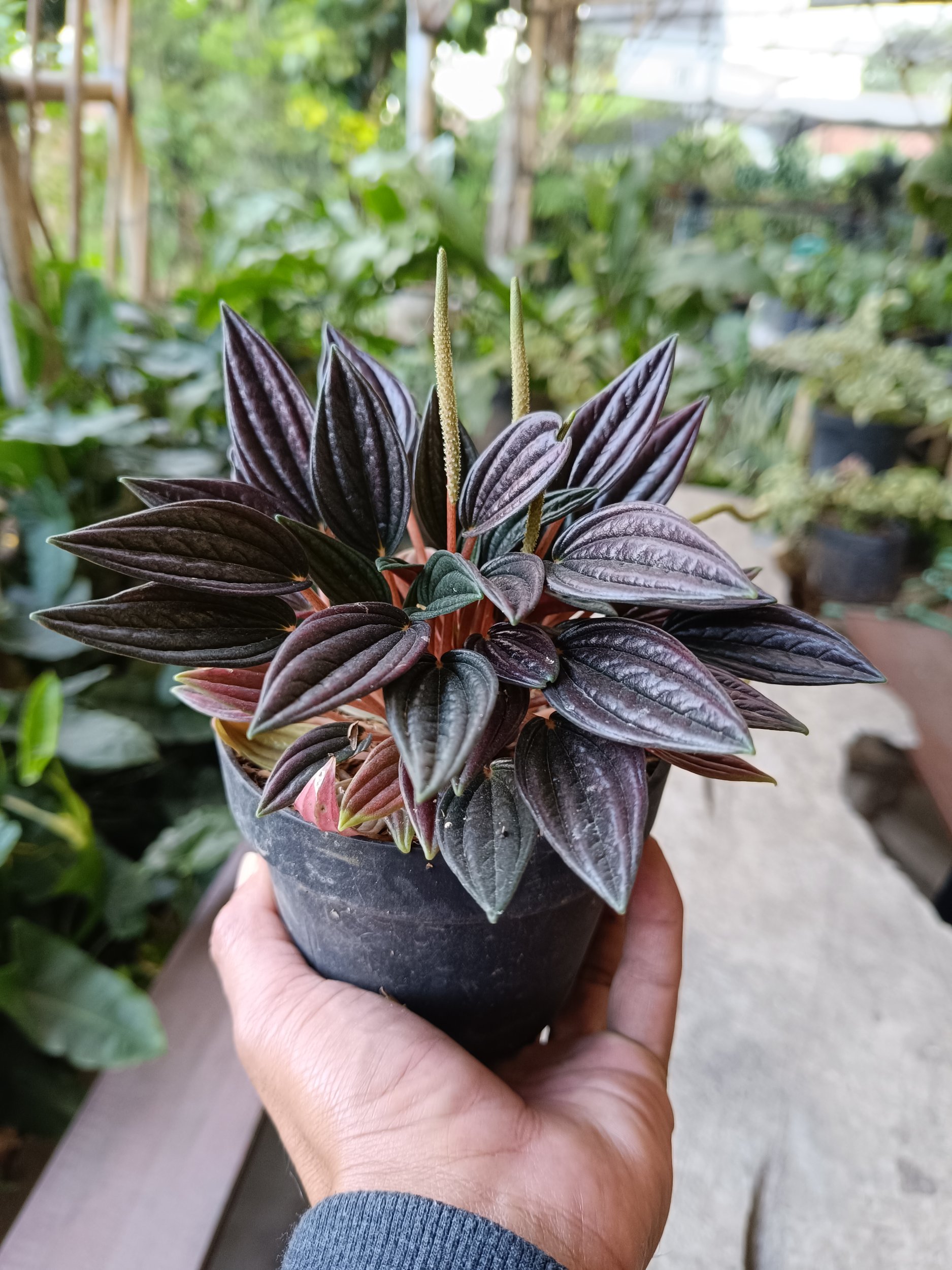 2373. Peperomia Caperata Rosso 3pcs - Image 3