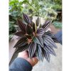 2373. Peperomia Caperata Rosso 3pcs