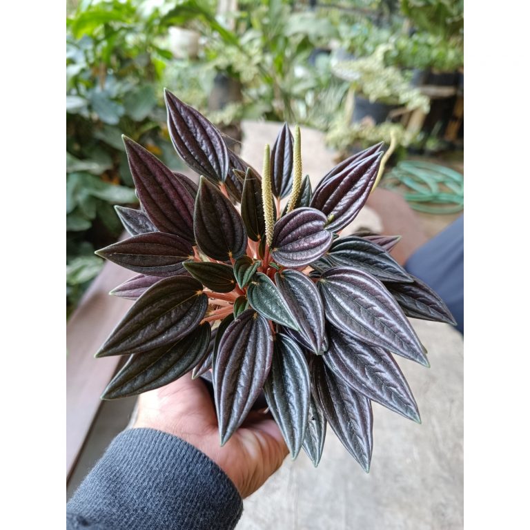 2373. Peperomia Caperata Rosso 3pcs