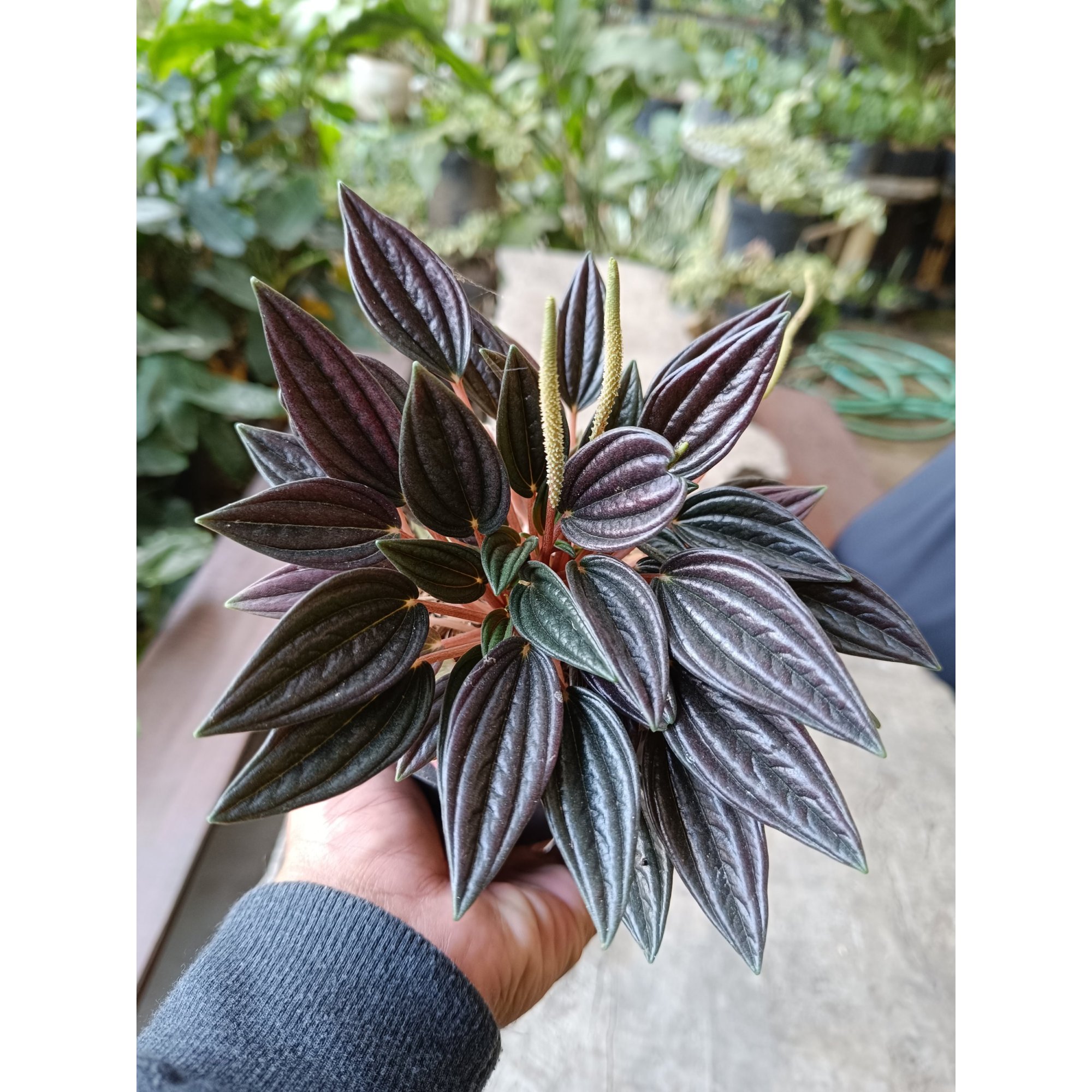 2373. Peperomia Caperata Rosso 3pcs